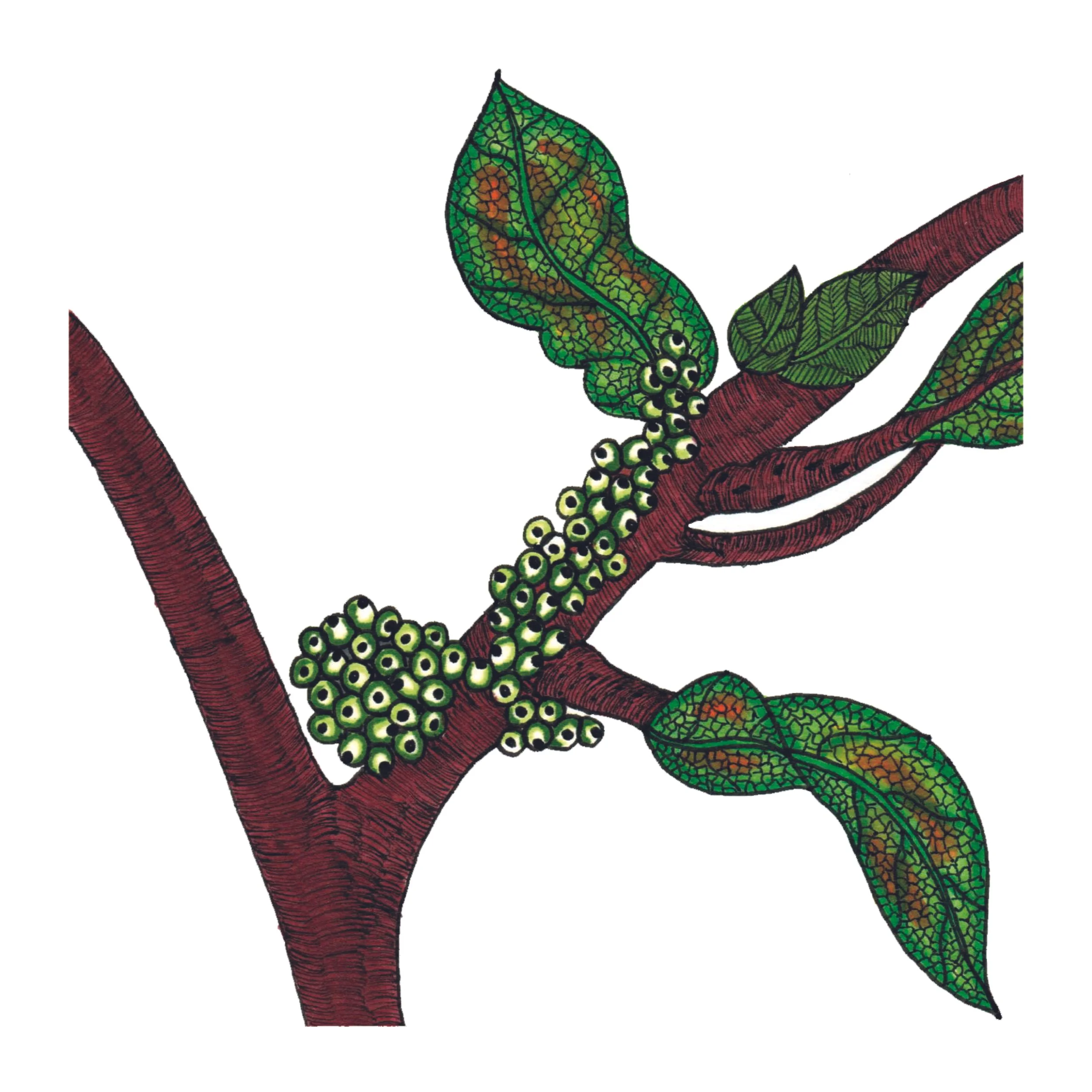 Branch 2.jpg