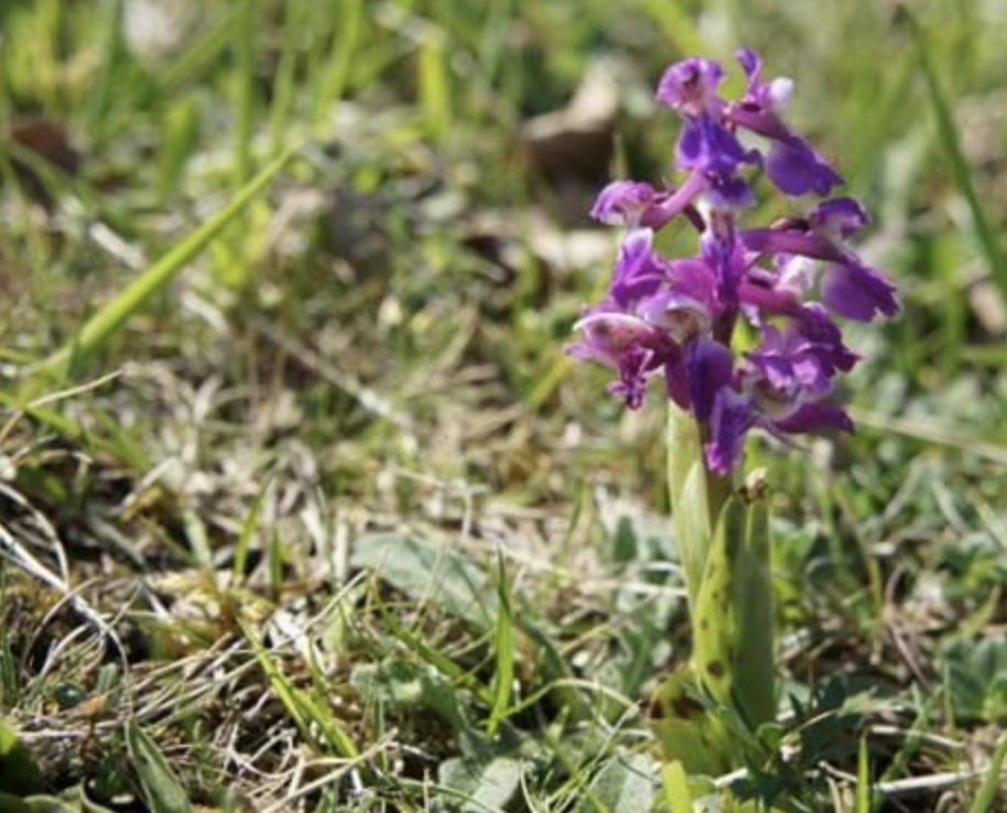 An image of a flower