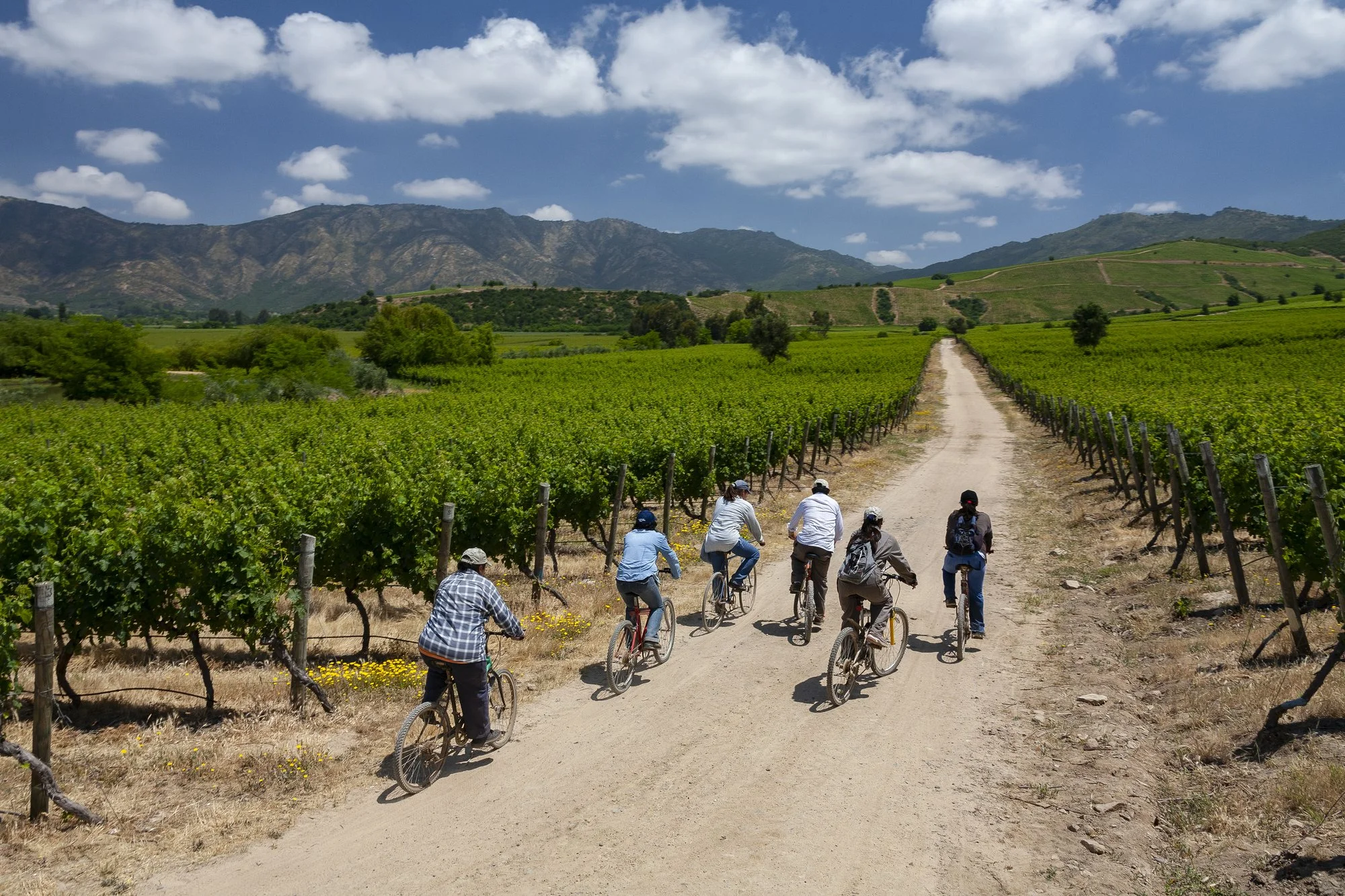 group of travelers on bicycles riding through vineyard