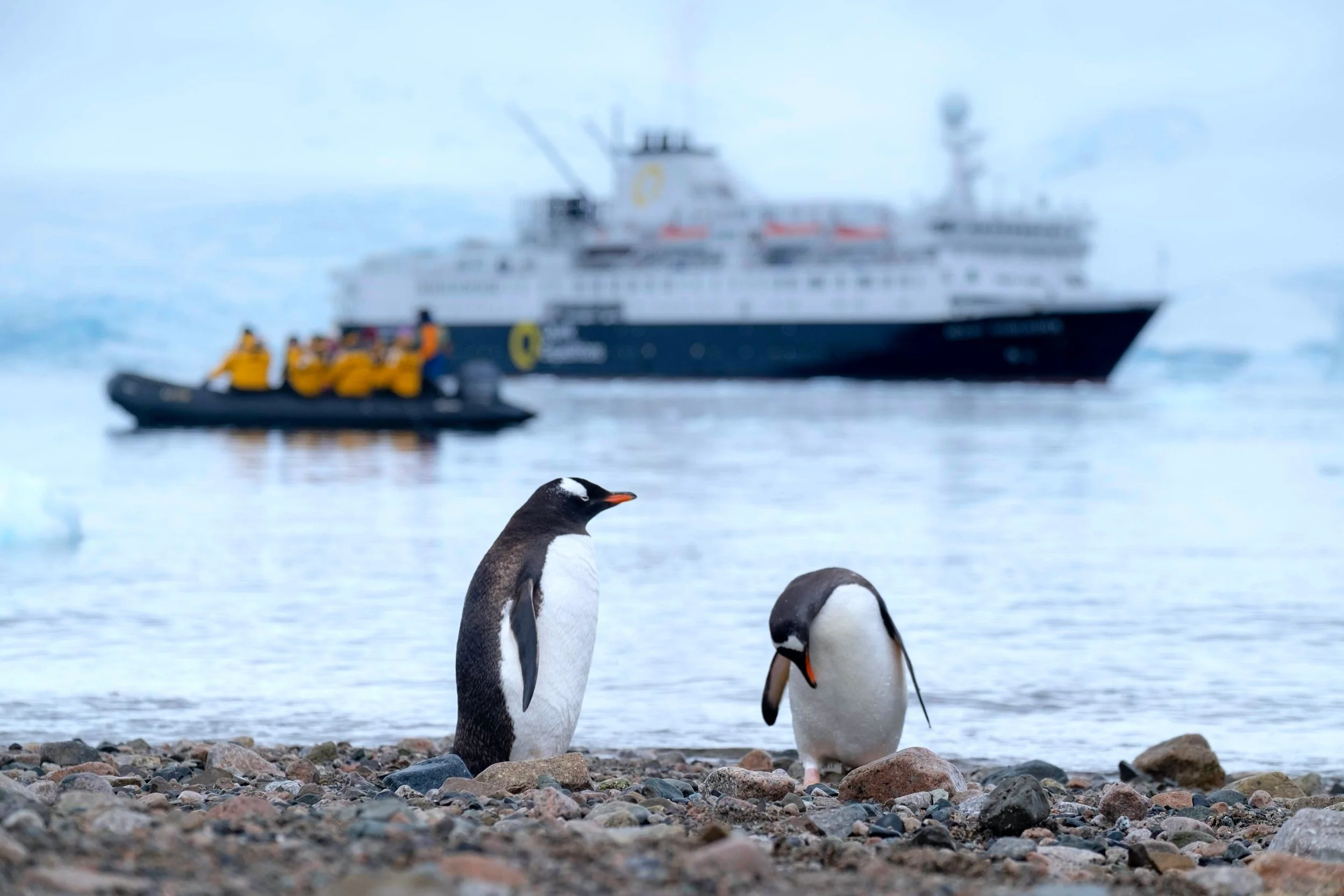 Two penguins on shore with excursion vessels in background in the water