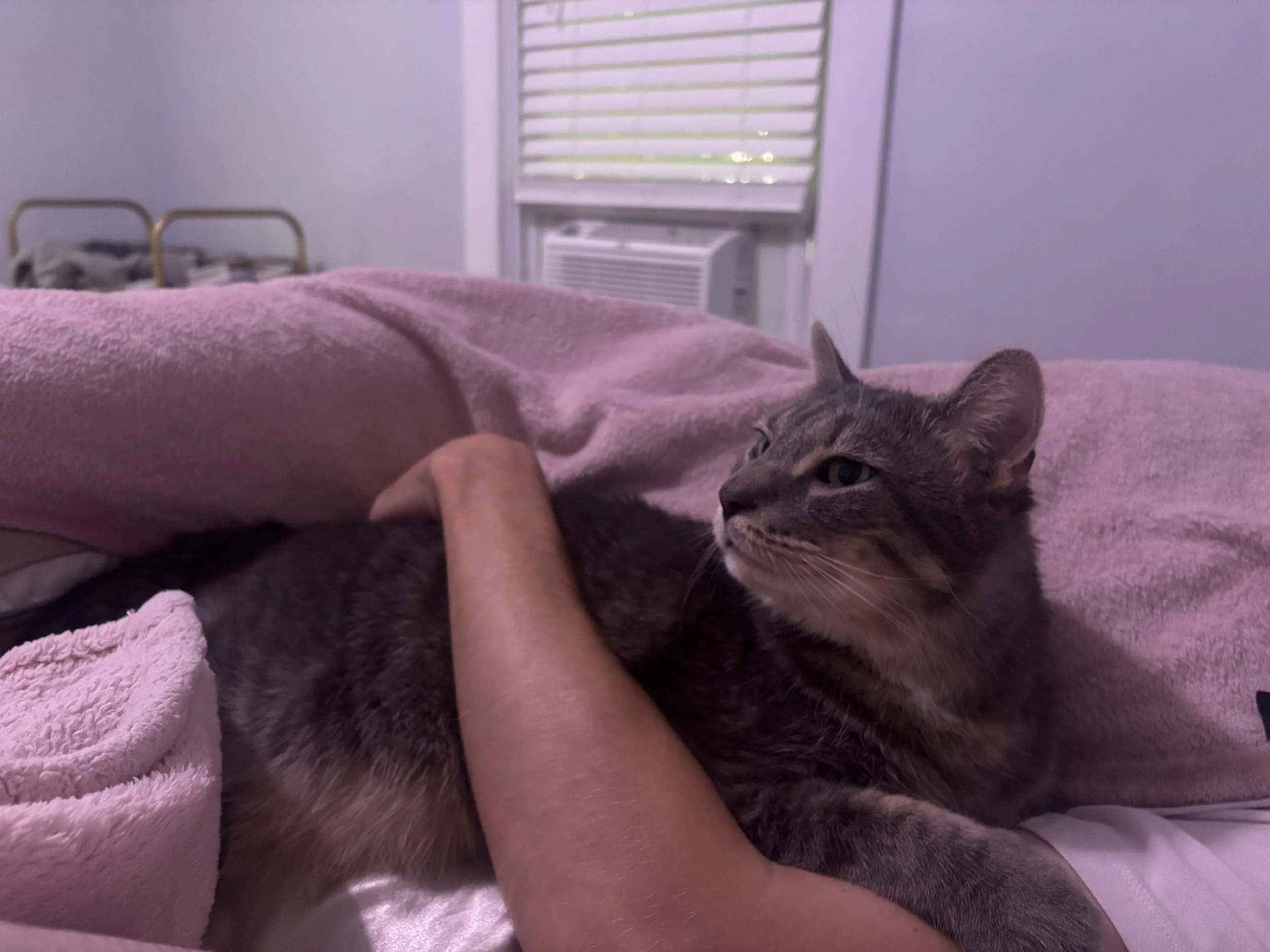 Wesley napping with us