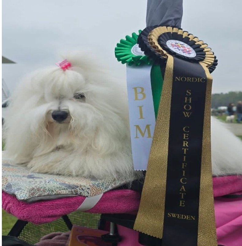 Amazing Coton de Tulear