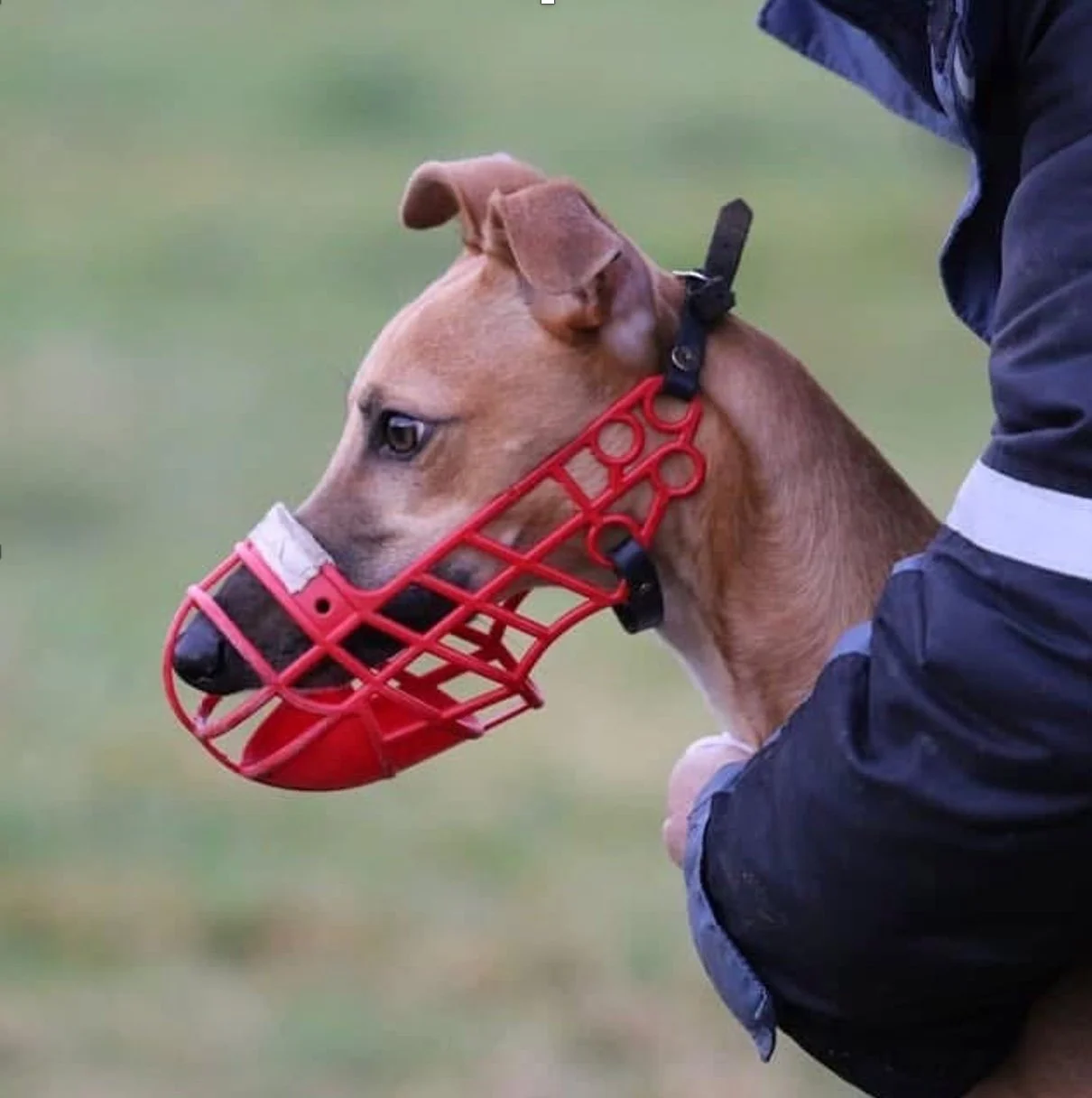 Kennel Wild About
