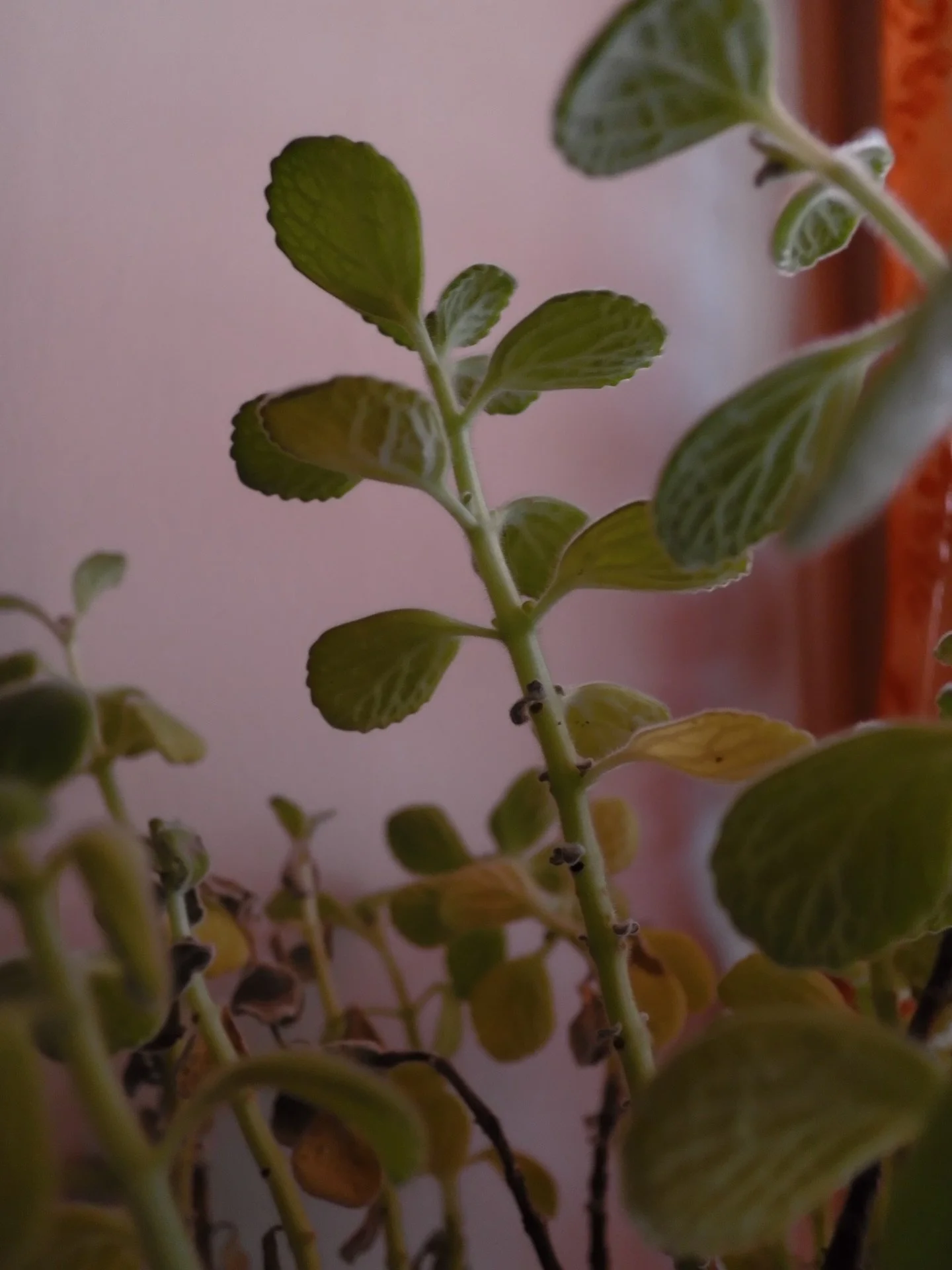 January. I tried taking a picture every day in January with my little digital camera. I wanted to notice more of the little things and take pictures without worrying about any editing. So I had fun with some filters and the &lsquo;disposable film cam