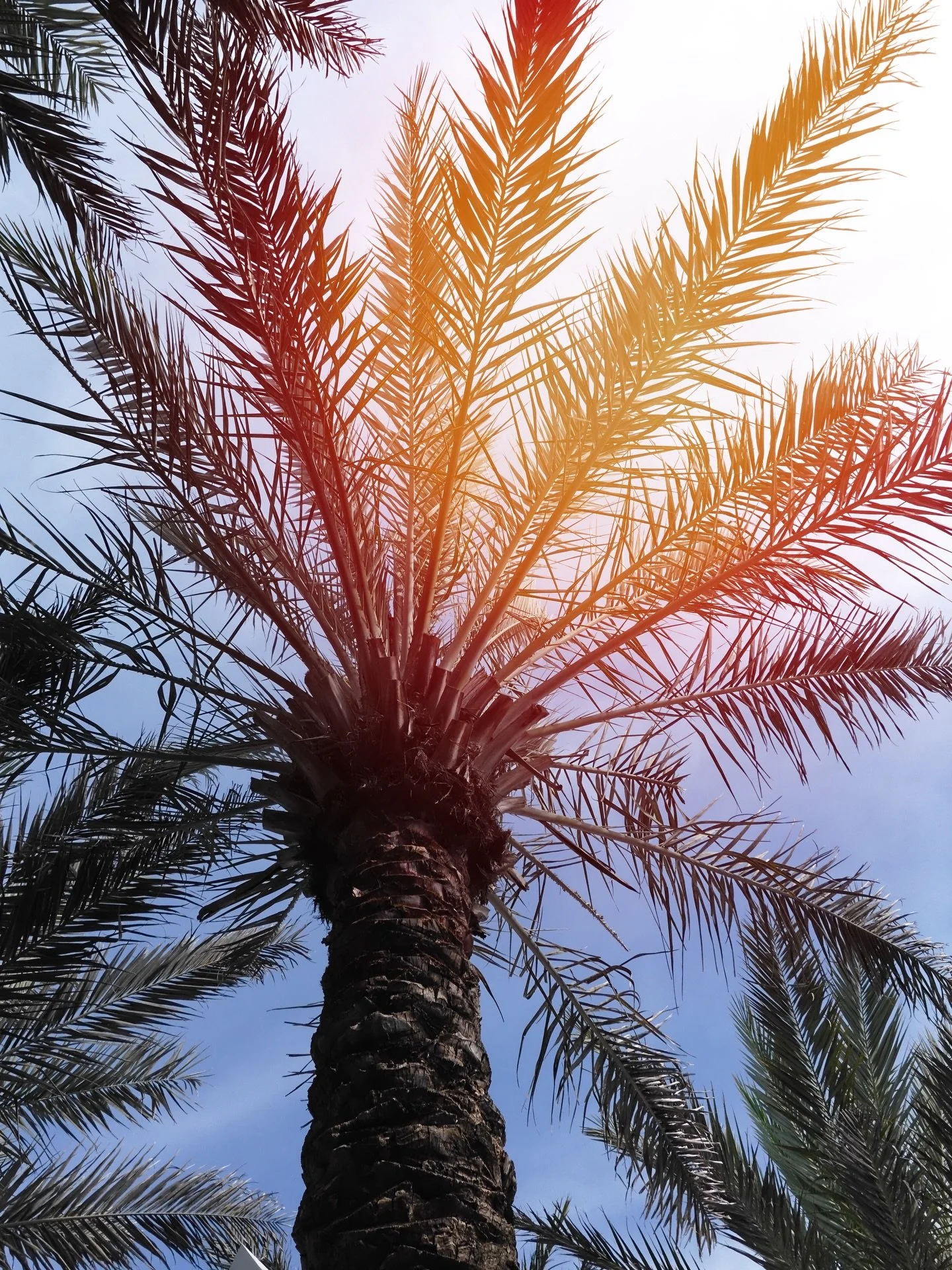 Spring break Florida roadtrip. 🌴🏝️🚗🍋