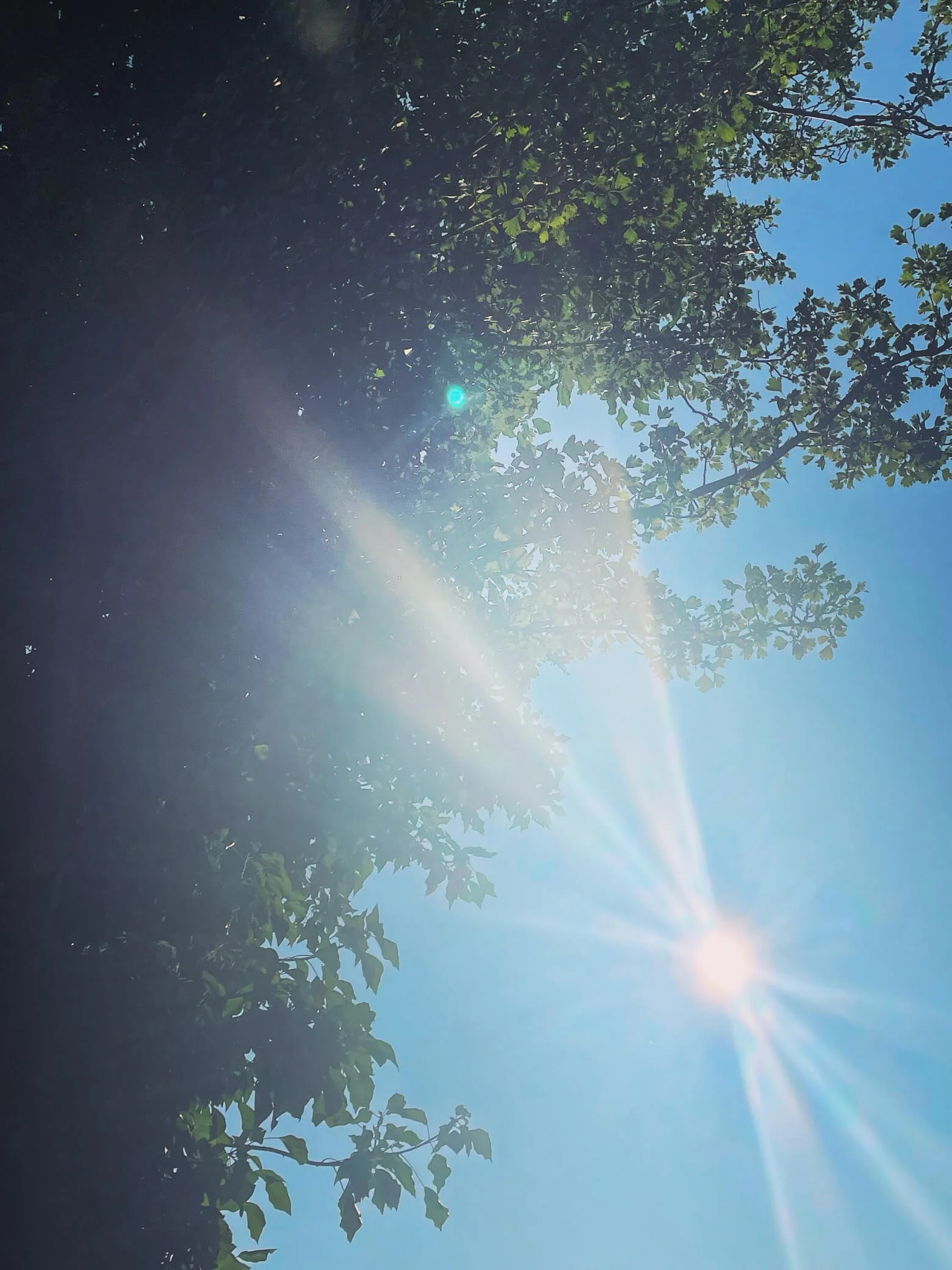 Sunshine bursting through tree canopy