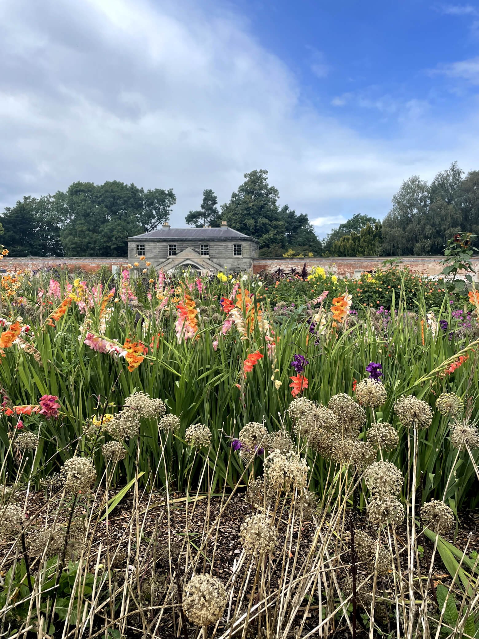 Meadow on a sunny day