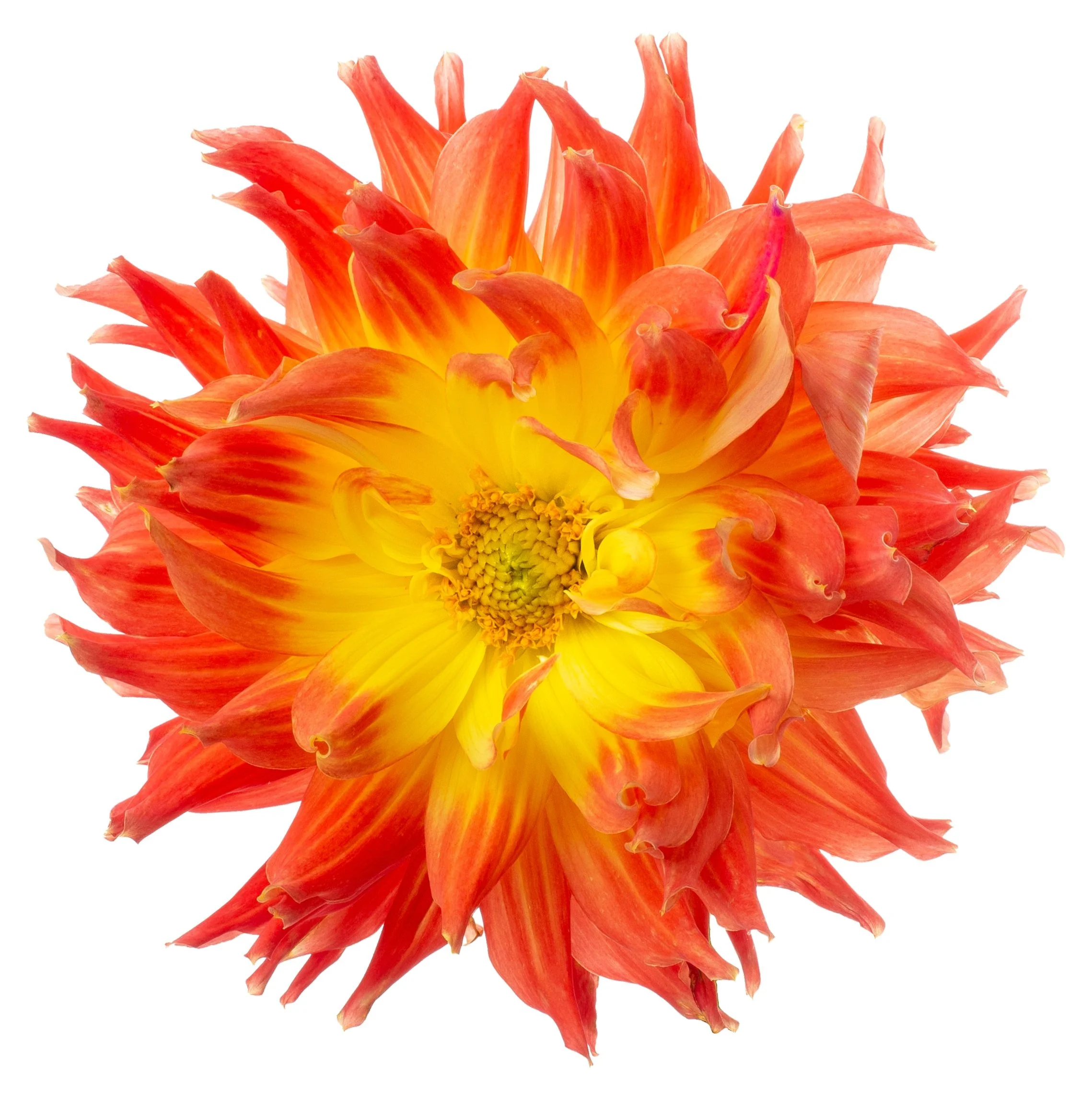 ST-027+Cheerful+Outlook.jpg