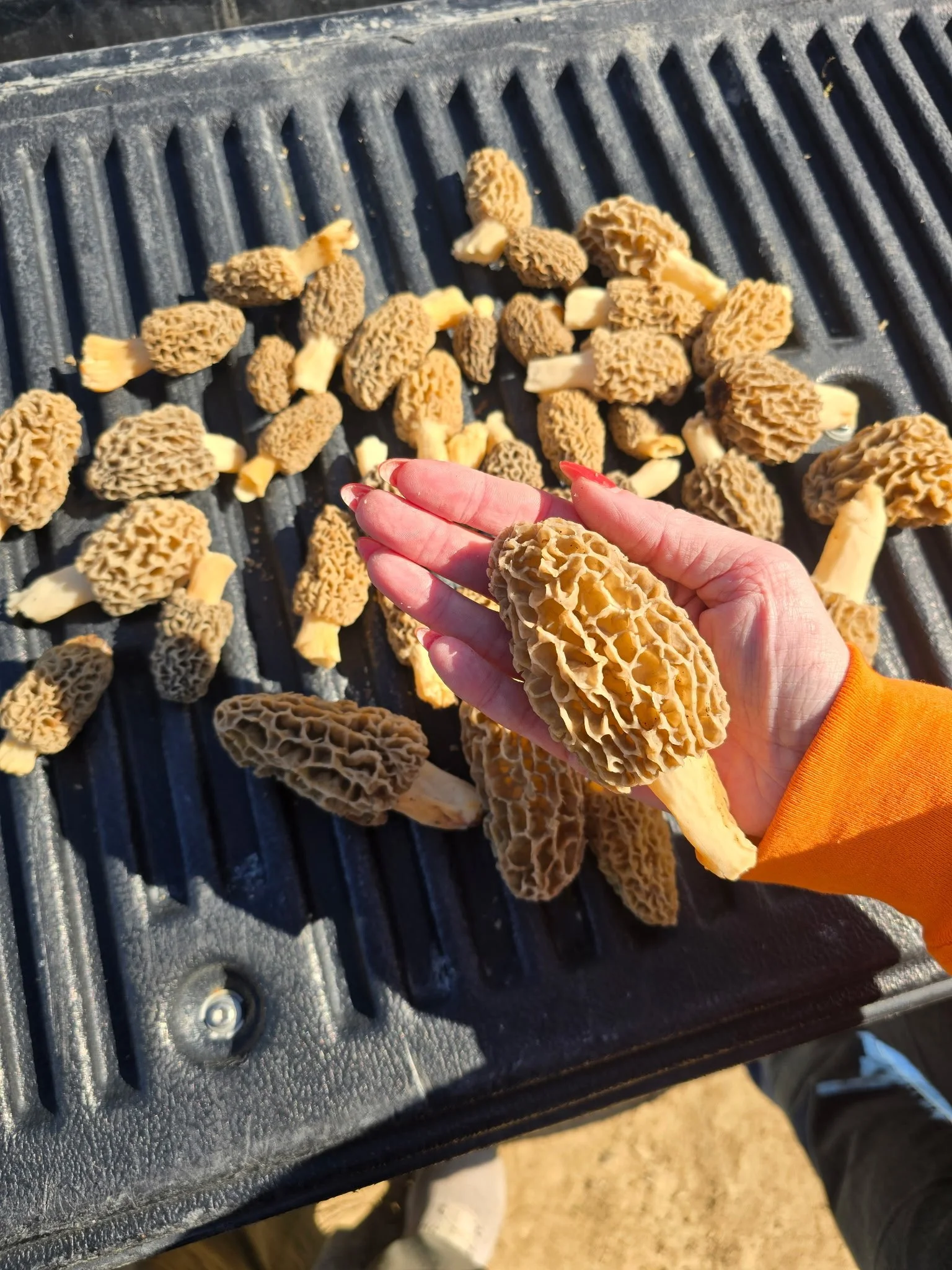 Mushroom Hunting Pass