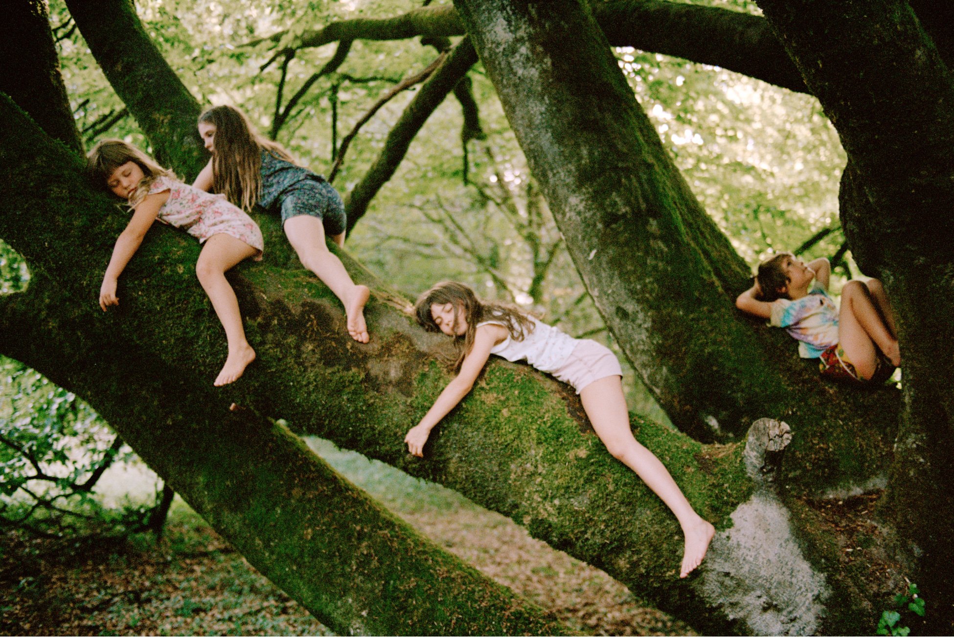 Cuatro niños recostados en grandes ramas de árboles.