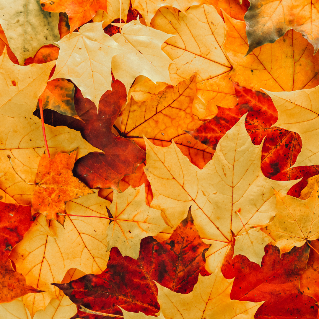 Autumn 🍂 Equinox Ceremonial Gathering with Antoinette Levine
