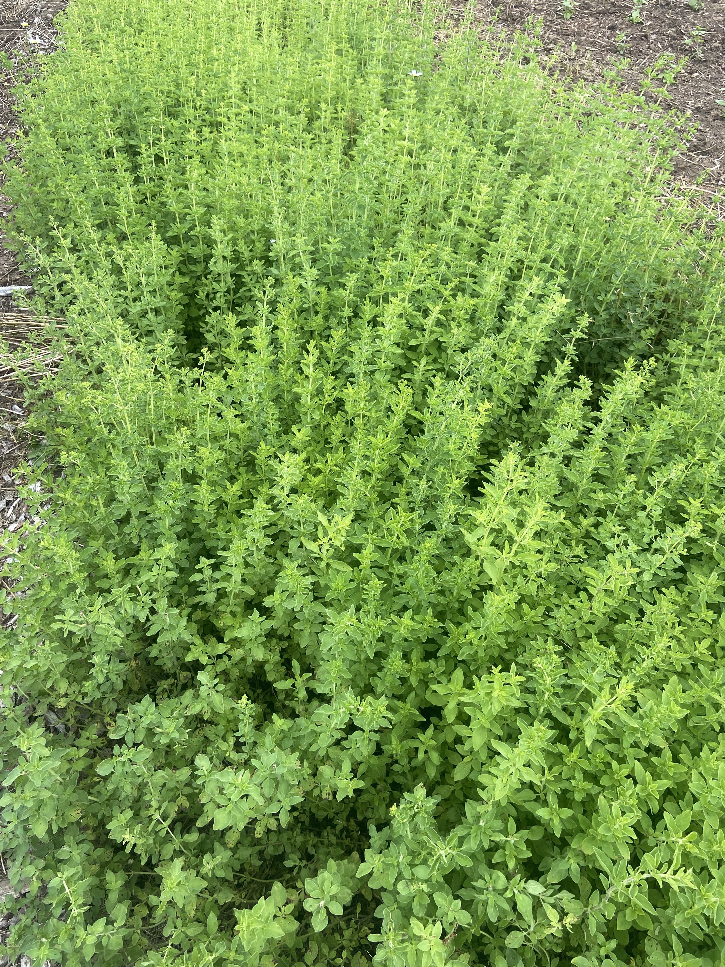 Oregano 4.jpeg