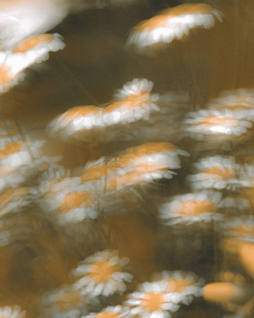 Blurred floral background with white flowers and orange centers.
