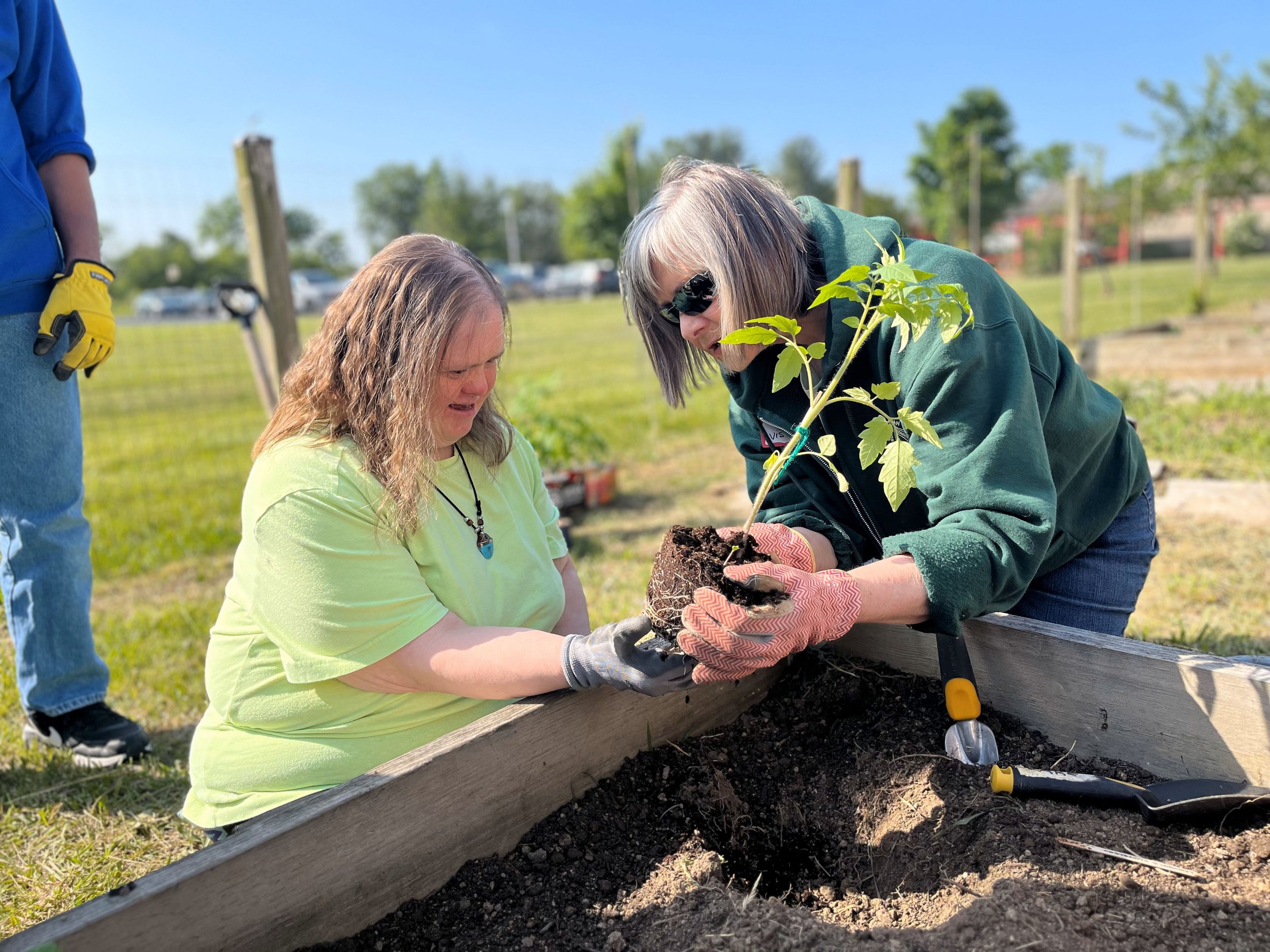  Two women are kneeling on the ground in front of a raised bed in the NW Works Garden. They are holding and examining a tomato plant before putting it in the soil. 