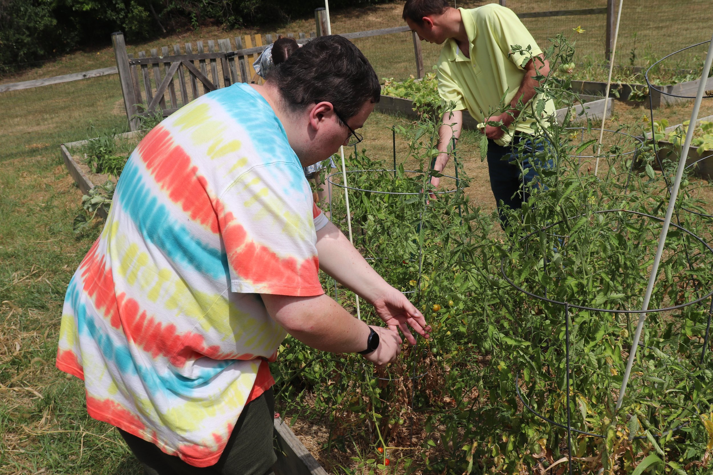  Two men are shown picking tomatoes from the NW Works Garden. 