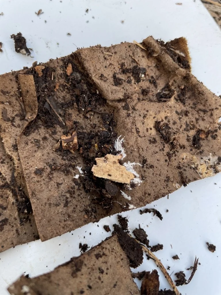 Day 6 - shipping close up - mycelium (2).jpeg