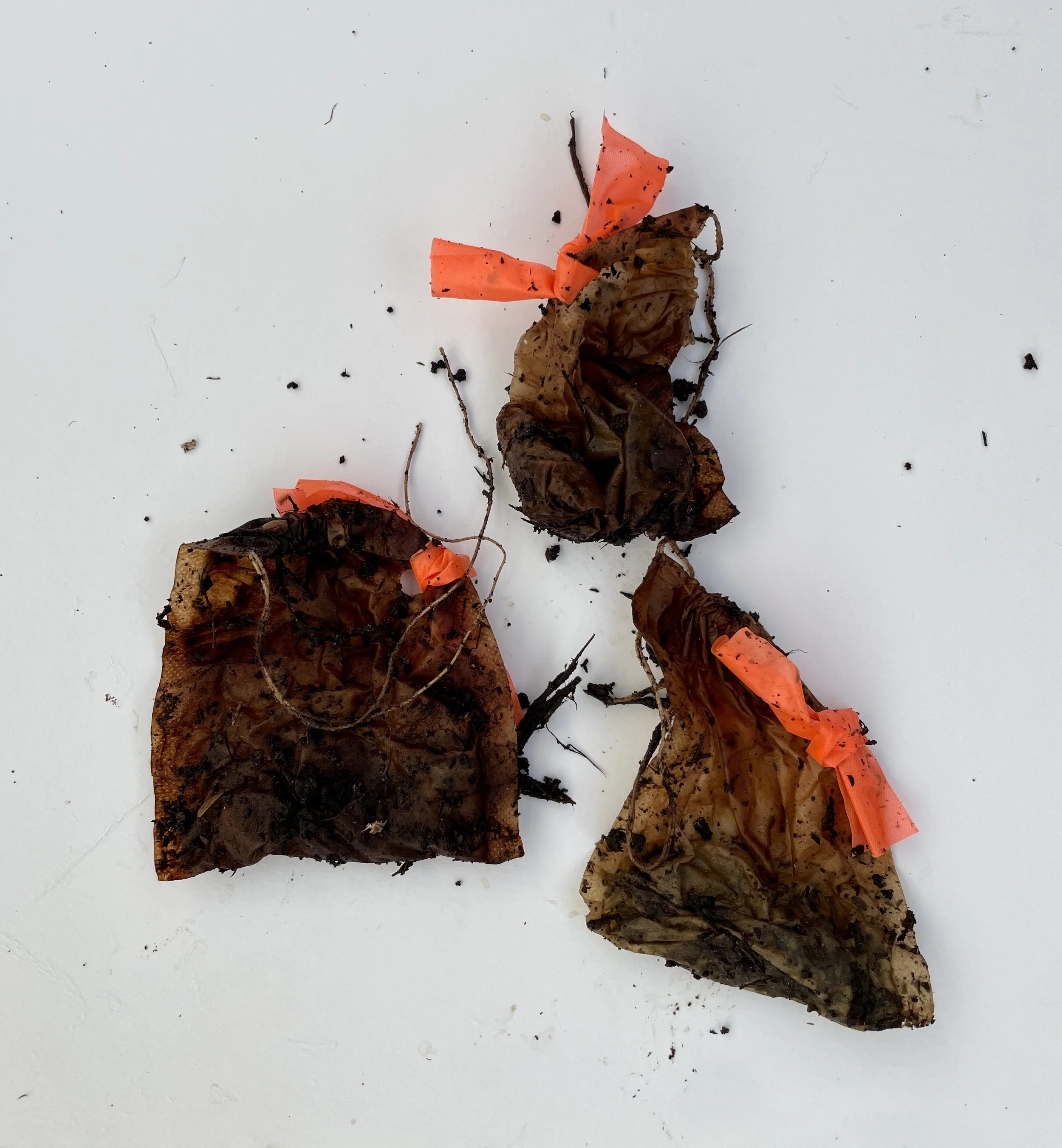 Day 3 - tea bags.jpeg