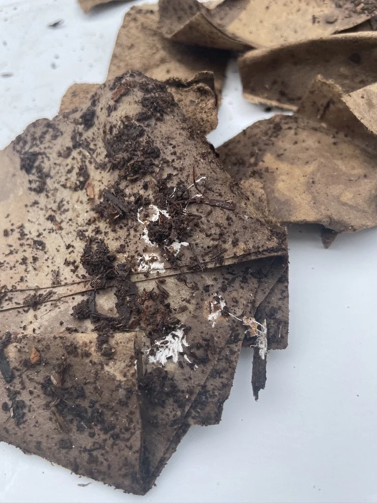 Day 12 - shipping mailer close up - mycelium.jpeg