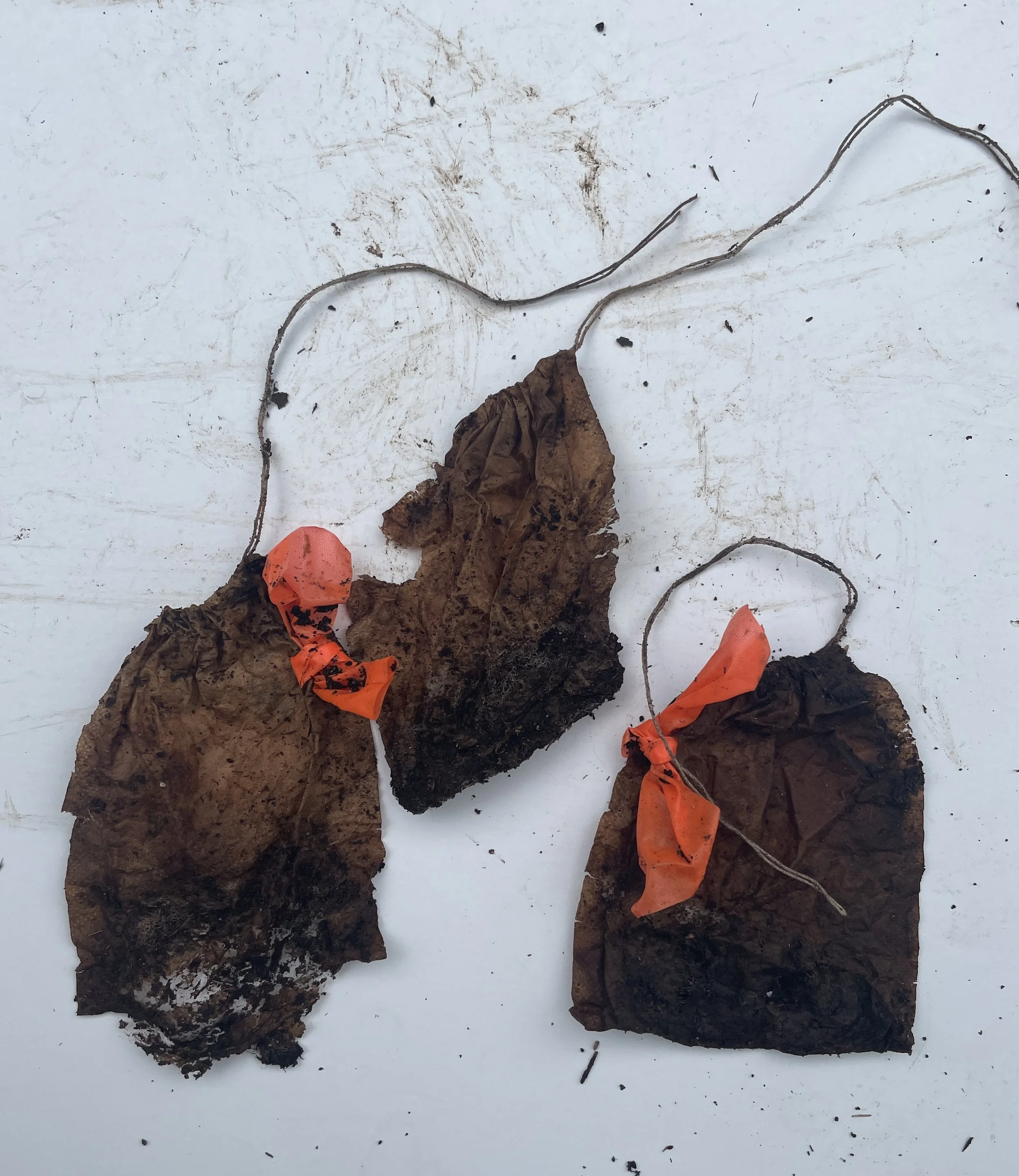 Day 12 - tea bags.jpeg