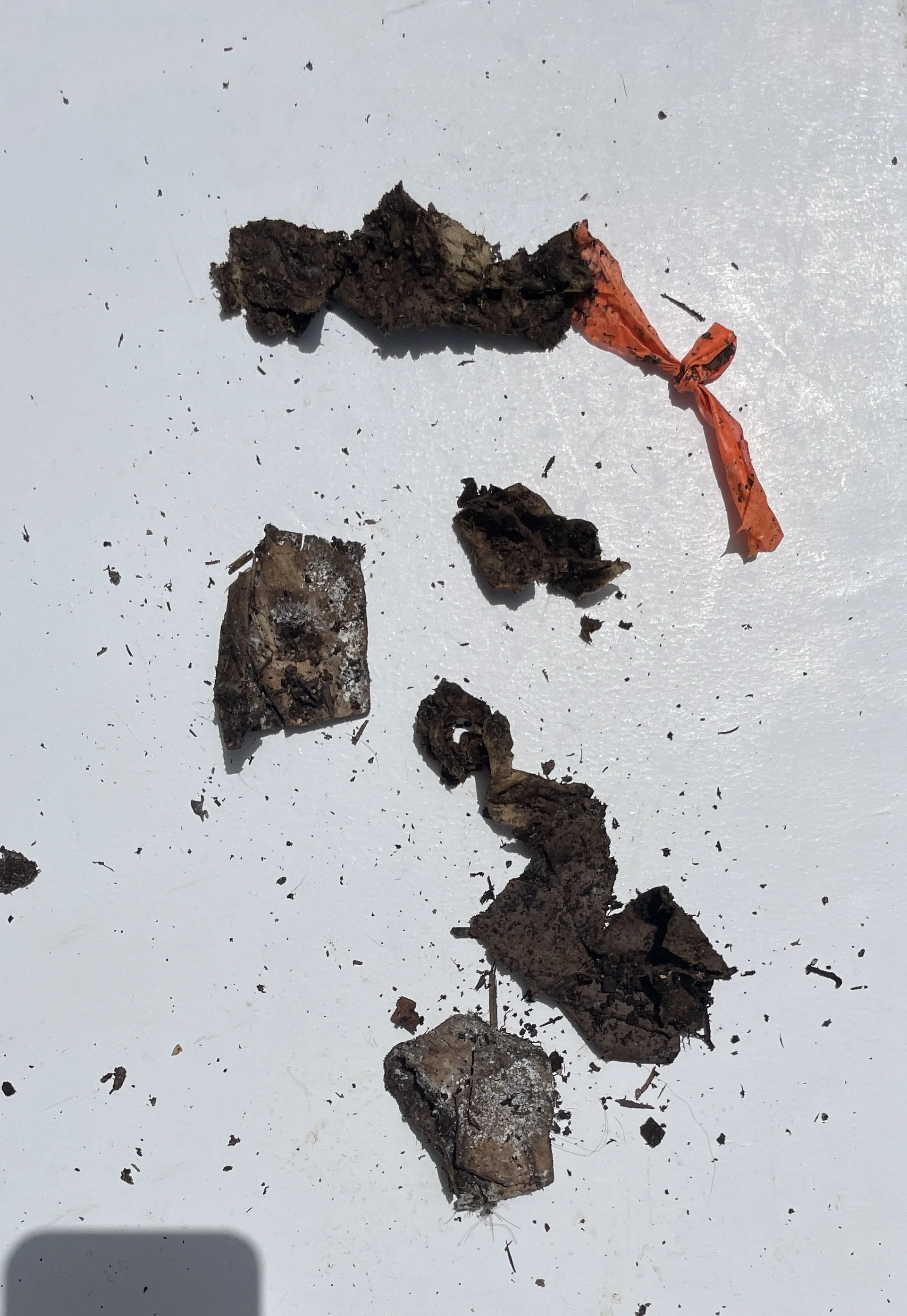 Day 21 - shipping mailer.jpeg