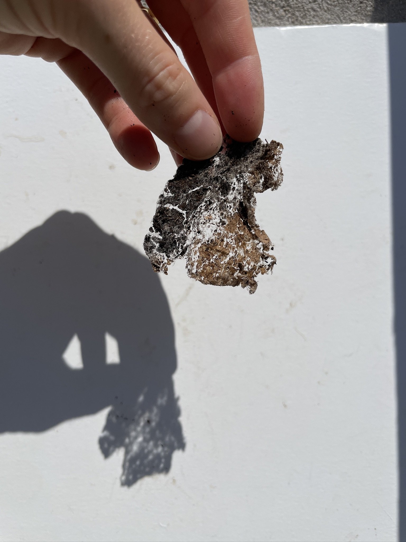 Day 36 - tea bag remnants (3).jpeg