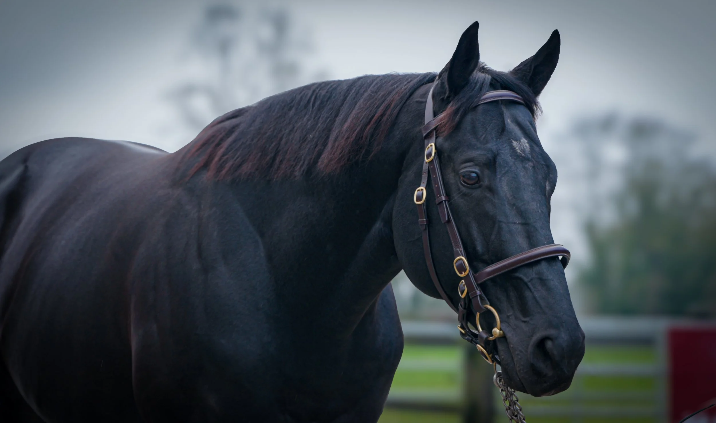 Capital Stud Sponsorship Kicks Off New Flat Season at the Curragh