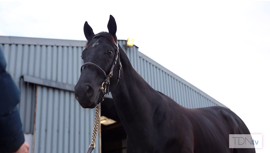 TDN Feature - Breeders Get Behind Capital Stud and New Recruit Topgear