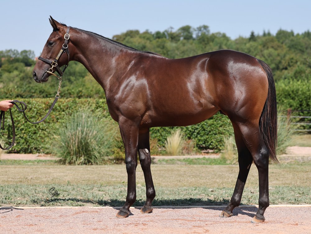 Topgear’s Full-Brother Sells for €2.4 Million at Arqana