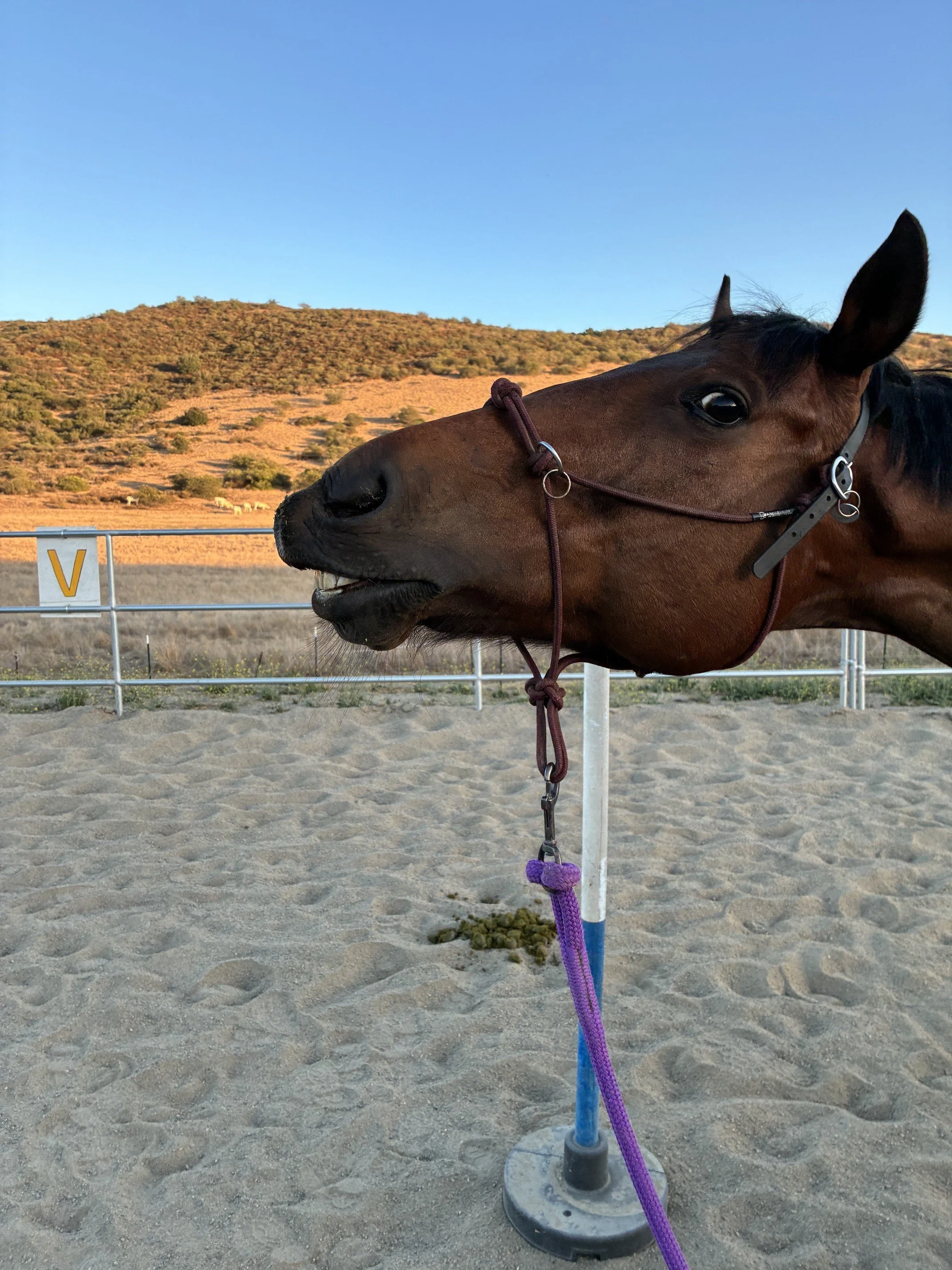 New Arenas, New Hope: How a $7,978 Grant Helped Ride Above Disability Welcome 10 New Students