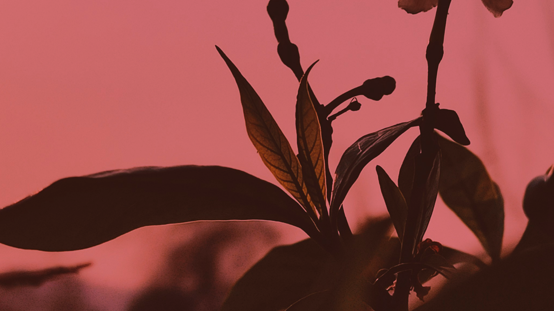 Color graded warm pink photo of a botanical plant texture closeup outside.