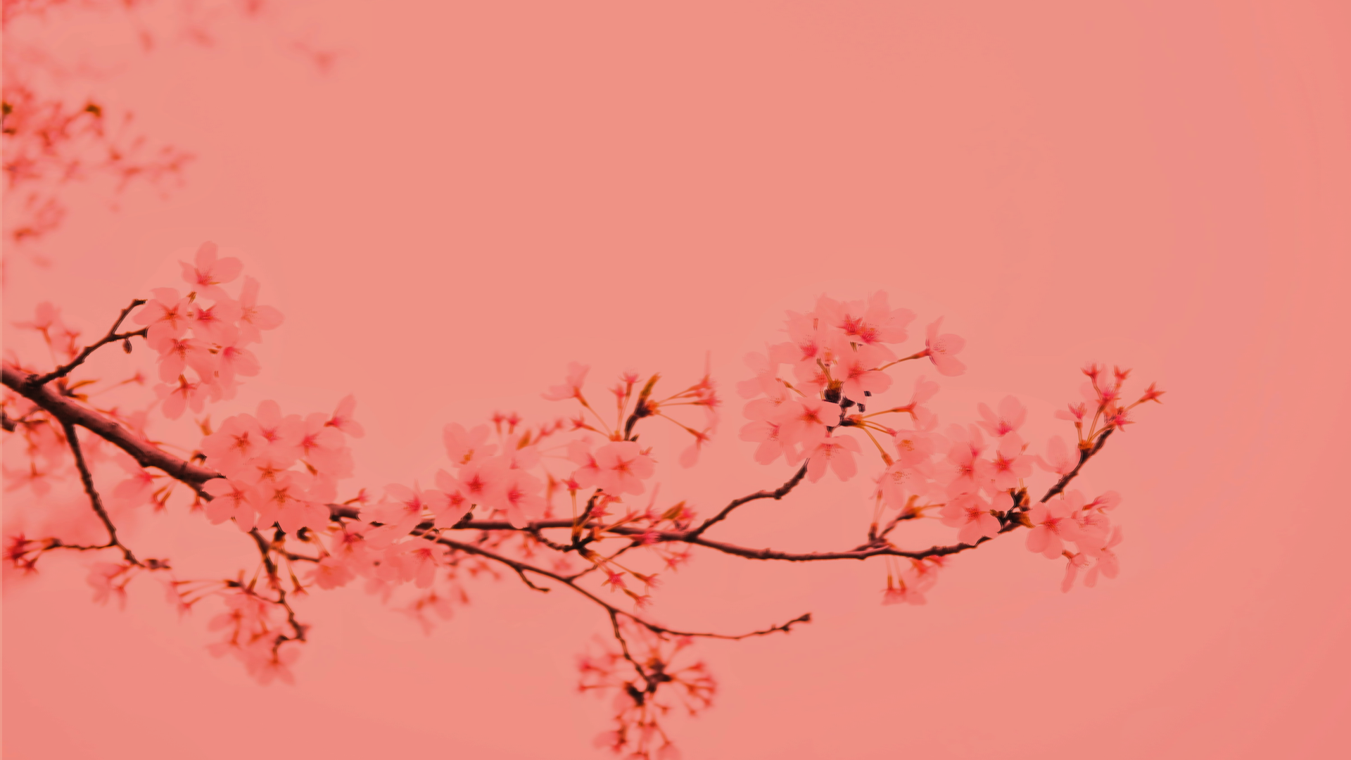 Warm coral color graded cherry blossom branch with a hazy layered treatment to make it look slightly out of focus.