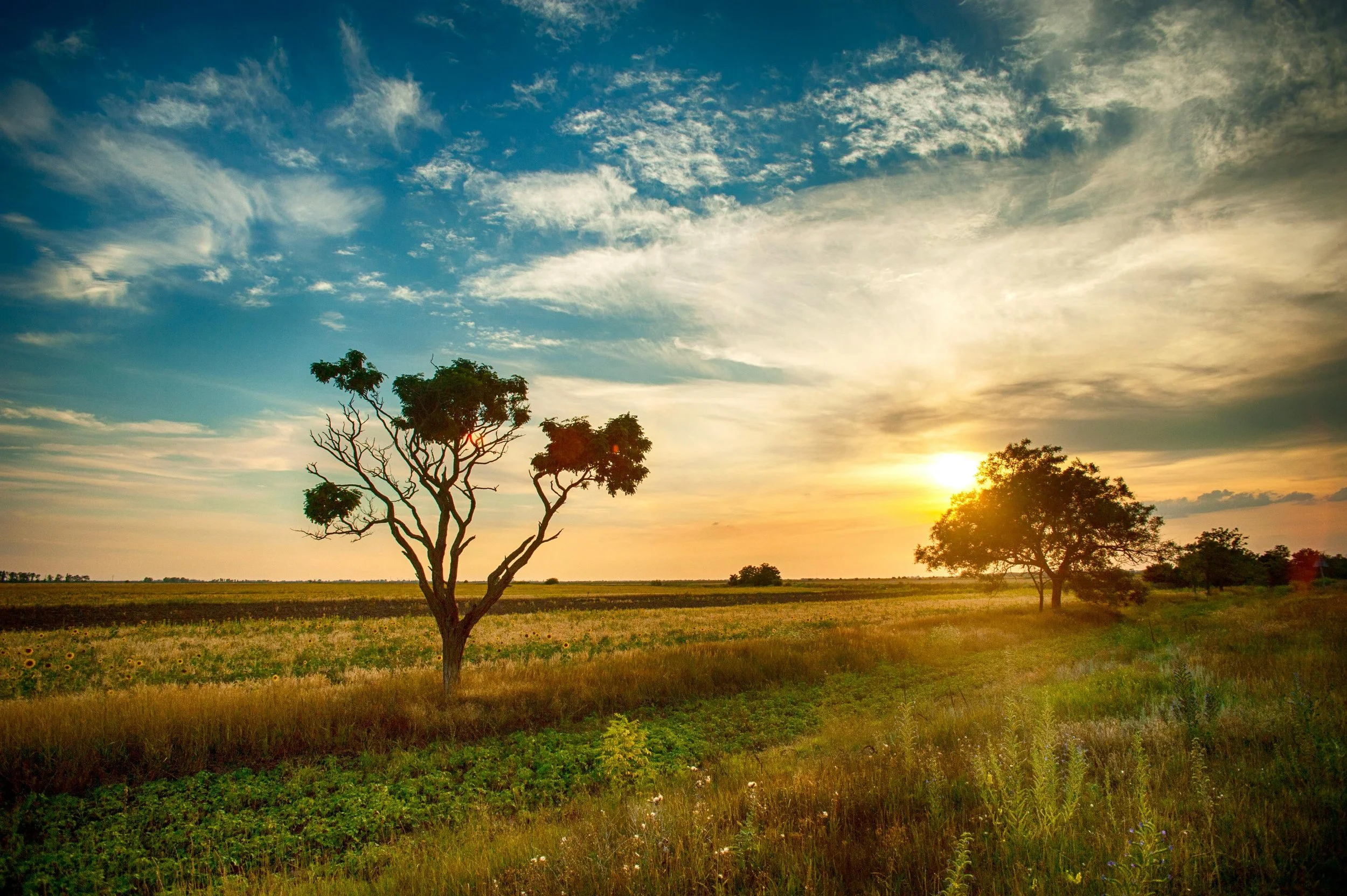 A serene countryside landscape with two trees in an open field during sunset. The golden light reflects across the grass and crops, symbolizing nourishment, growth, and the abundance of nature.