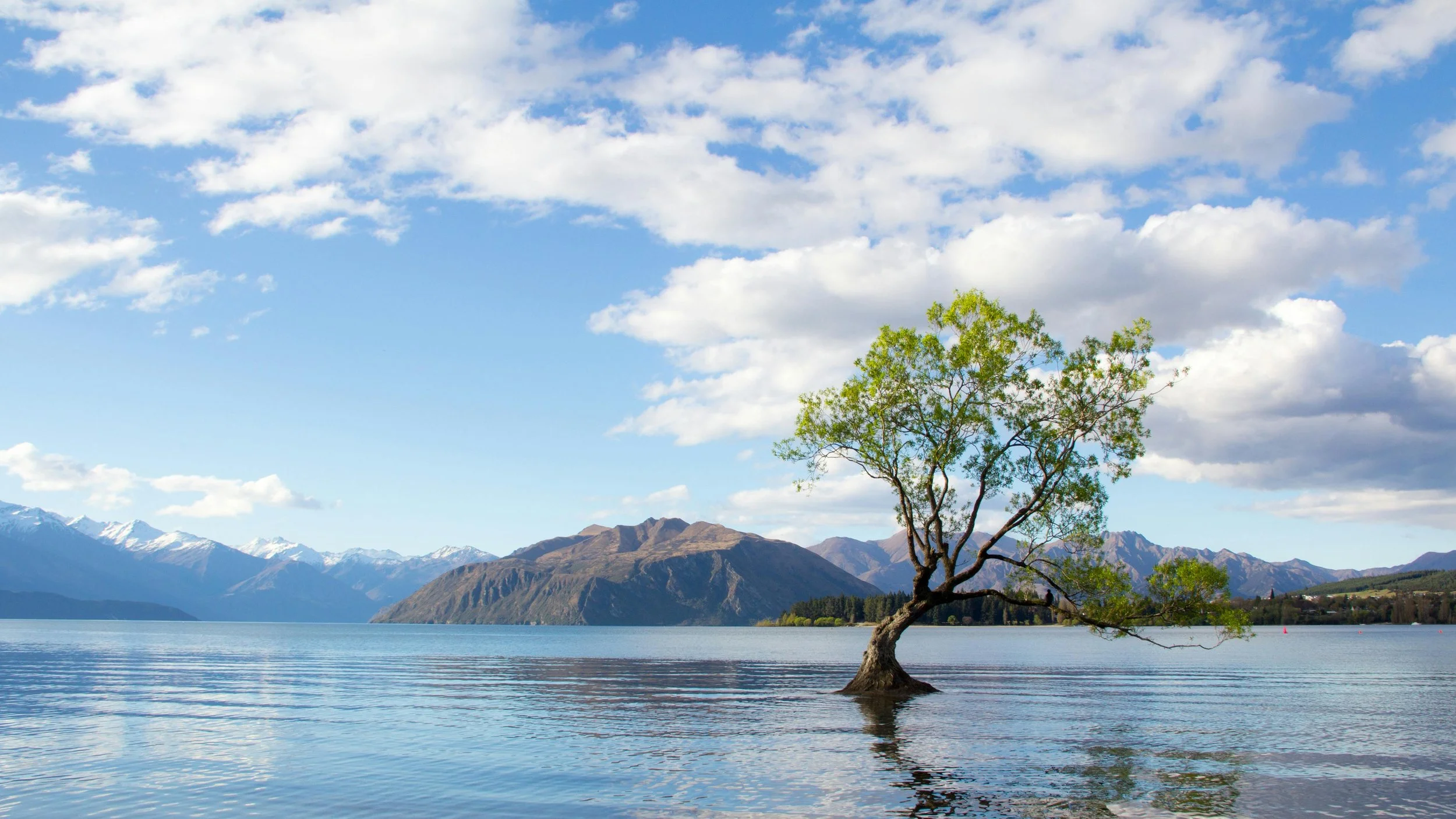 A lone tree growing in the middle of a calm lake, surrounded by mountains with snowy peaks under a bright blue sky scattered with white clouds.