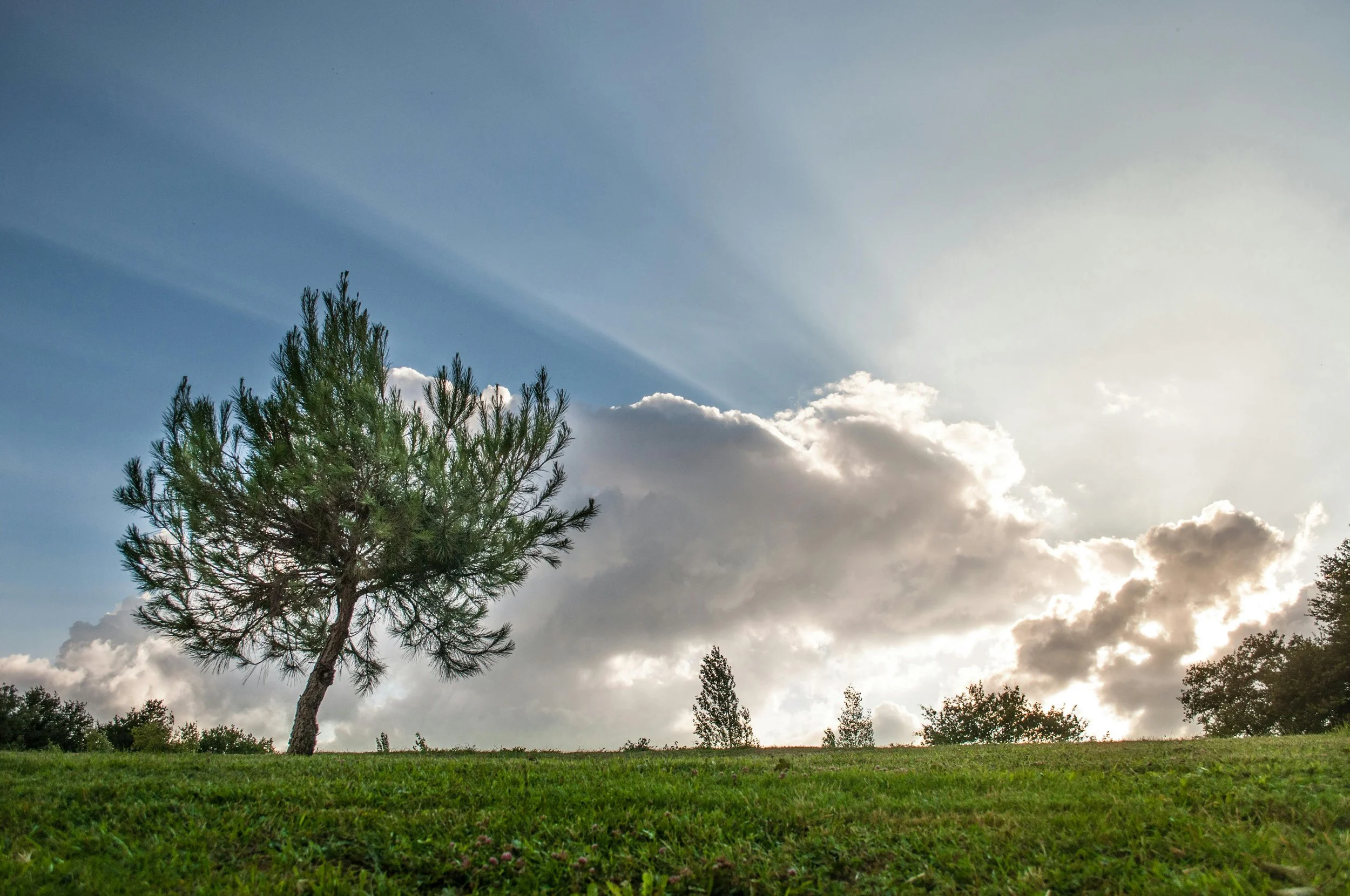 A single tree stands on a grassy field with sunlight bursting through the clouds, rays stretching across the sky. A moment of stillness and nourishment in nature.
