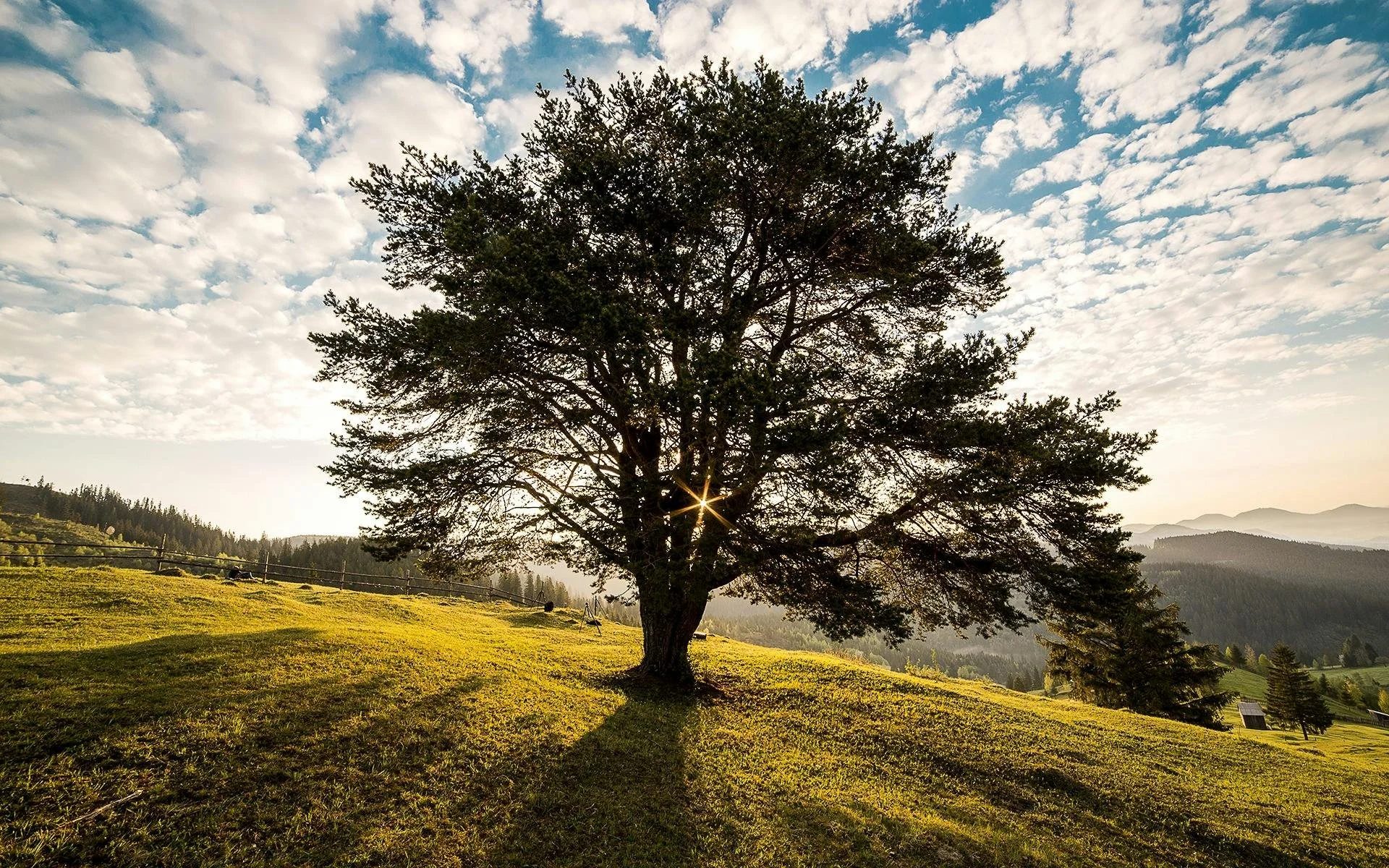 A majestic tree stands on a golden hillside, the sun shining through its branches, casting shadows across the rolling field. A symbol of strength, rootedness, and nourishment.