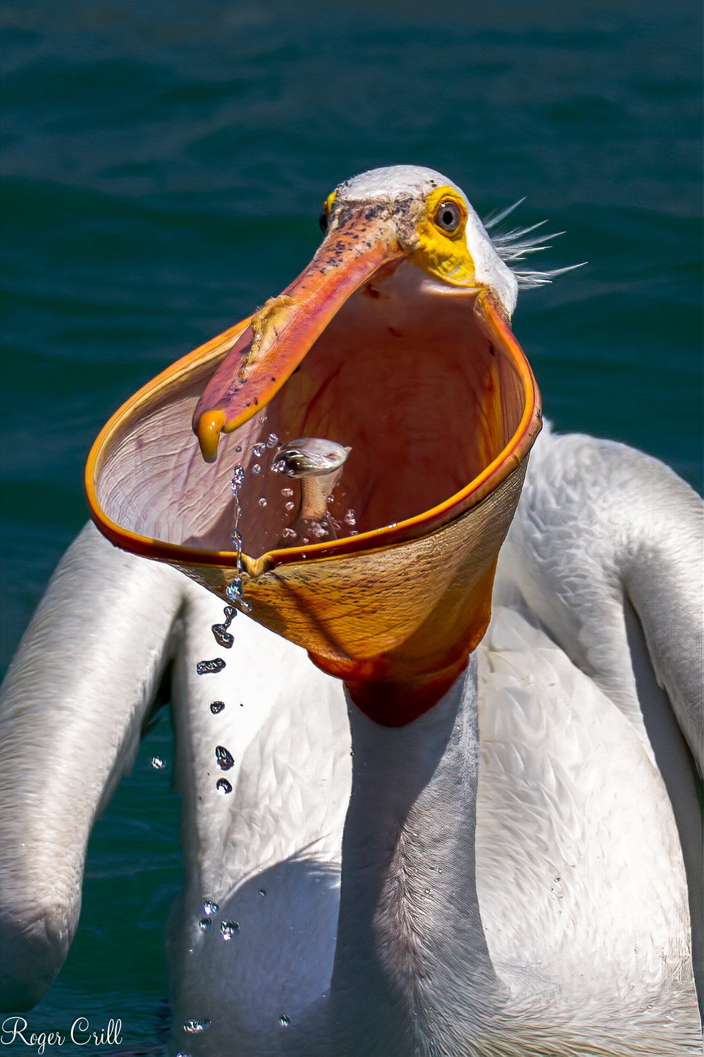 Pelican Gulp.jpg