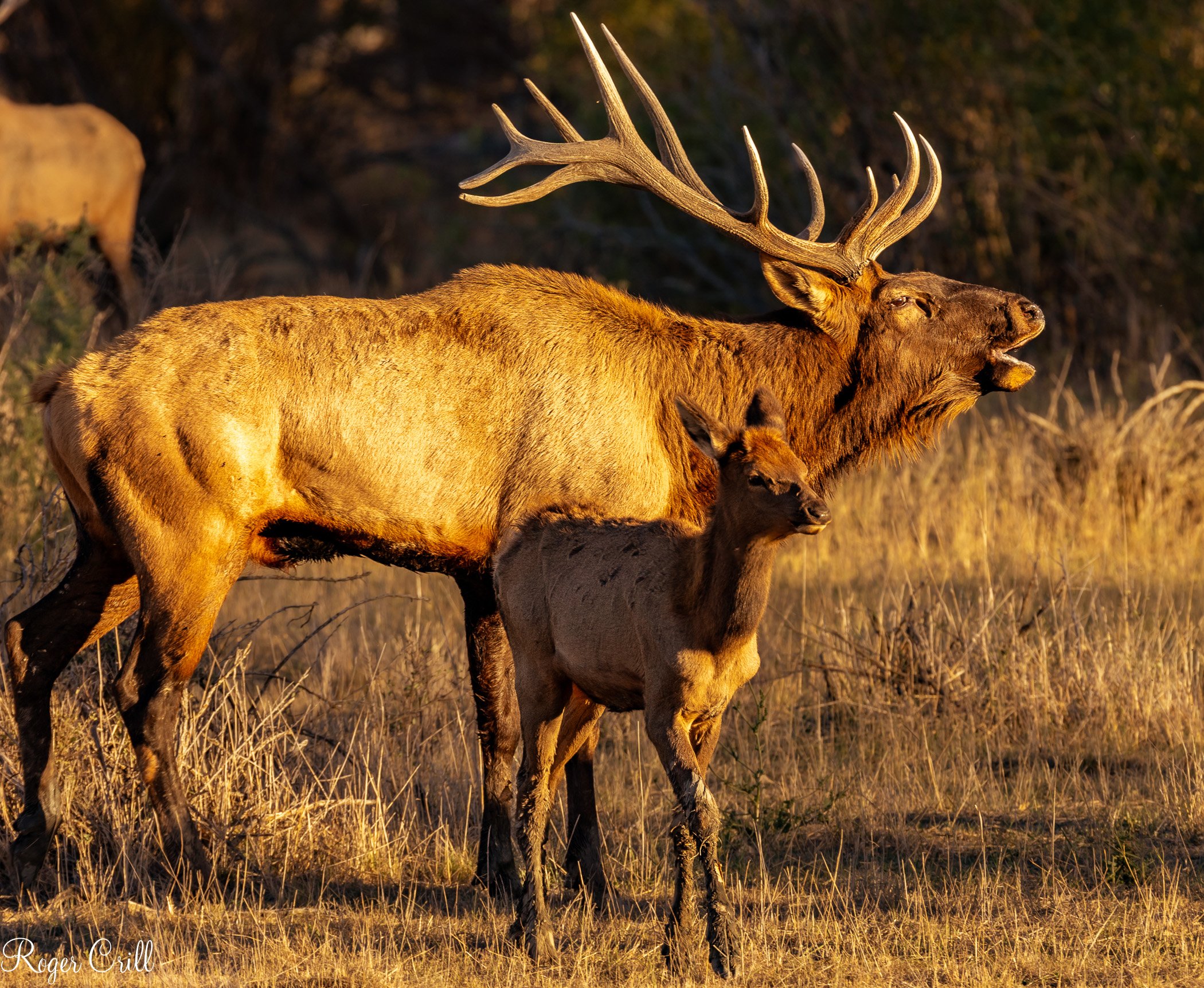 Sunset Elk Bugle.jpg