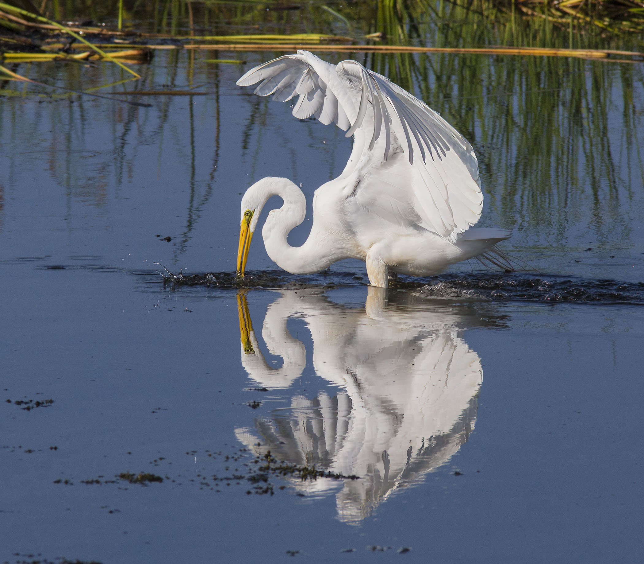 Egret Hunting B.jpg