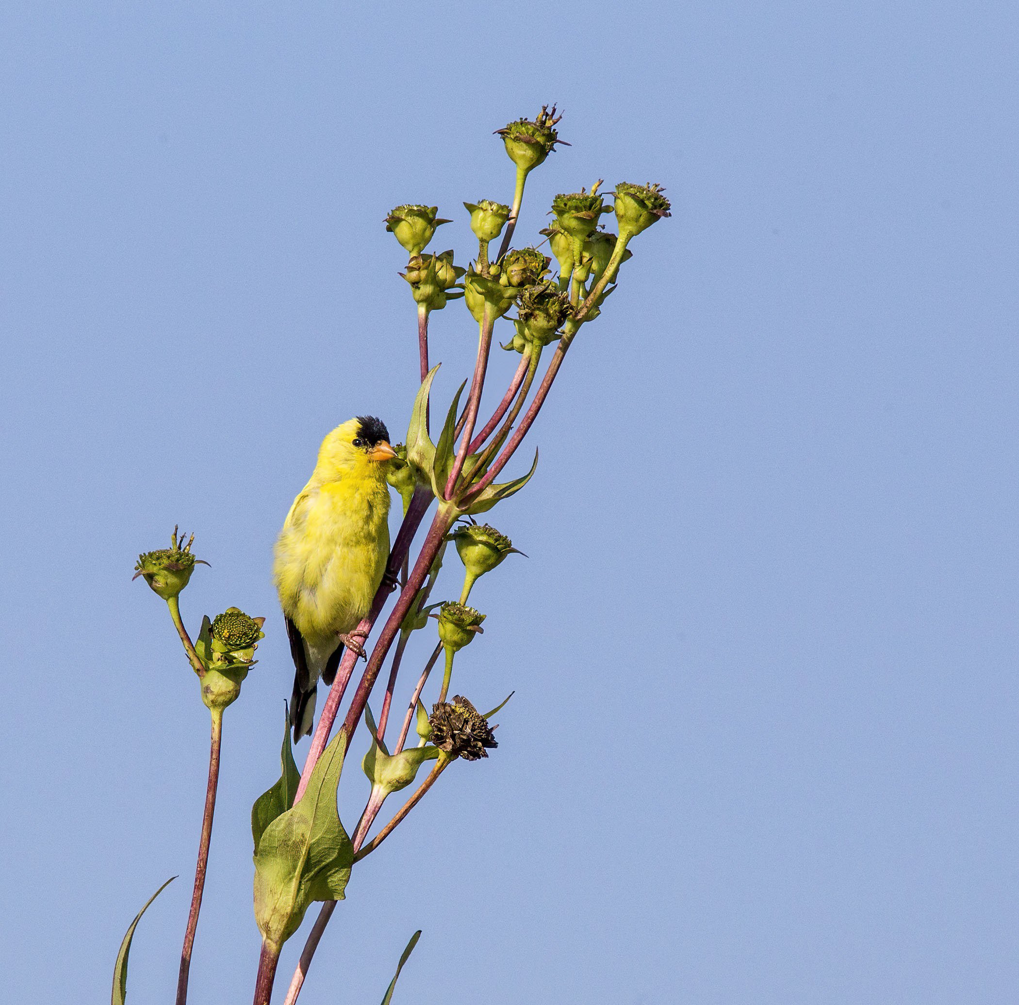 Gold Finch AA.jpg