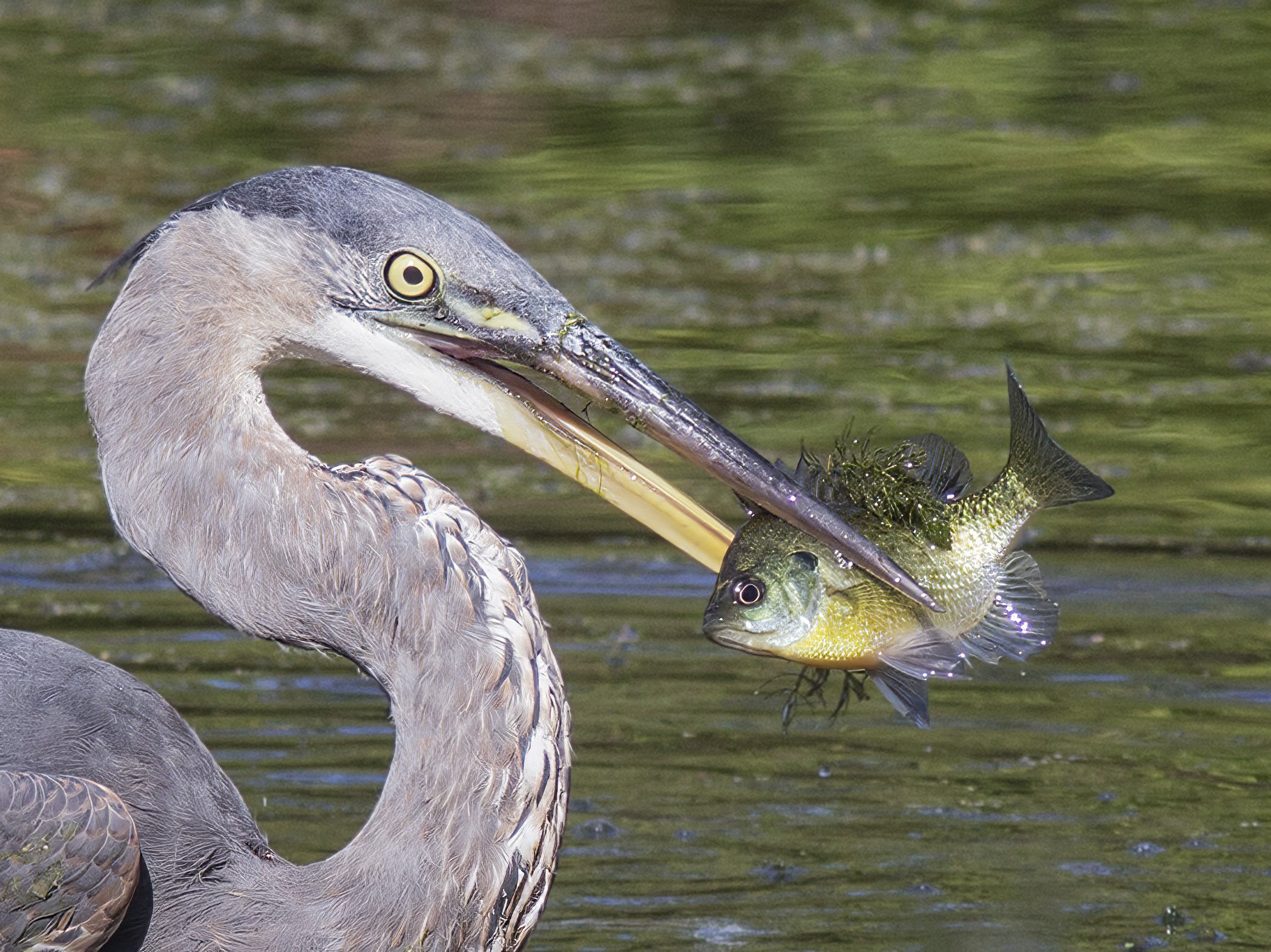 Heron fish FF CU.jpg