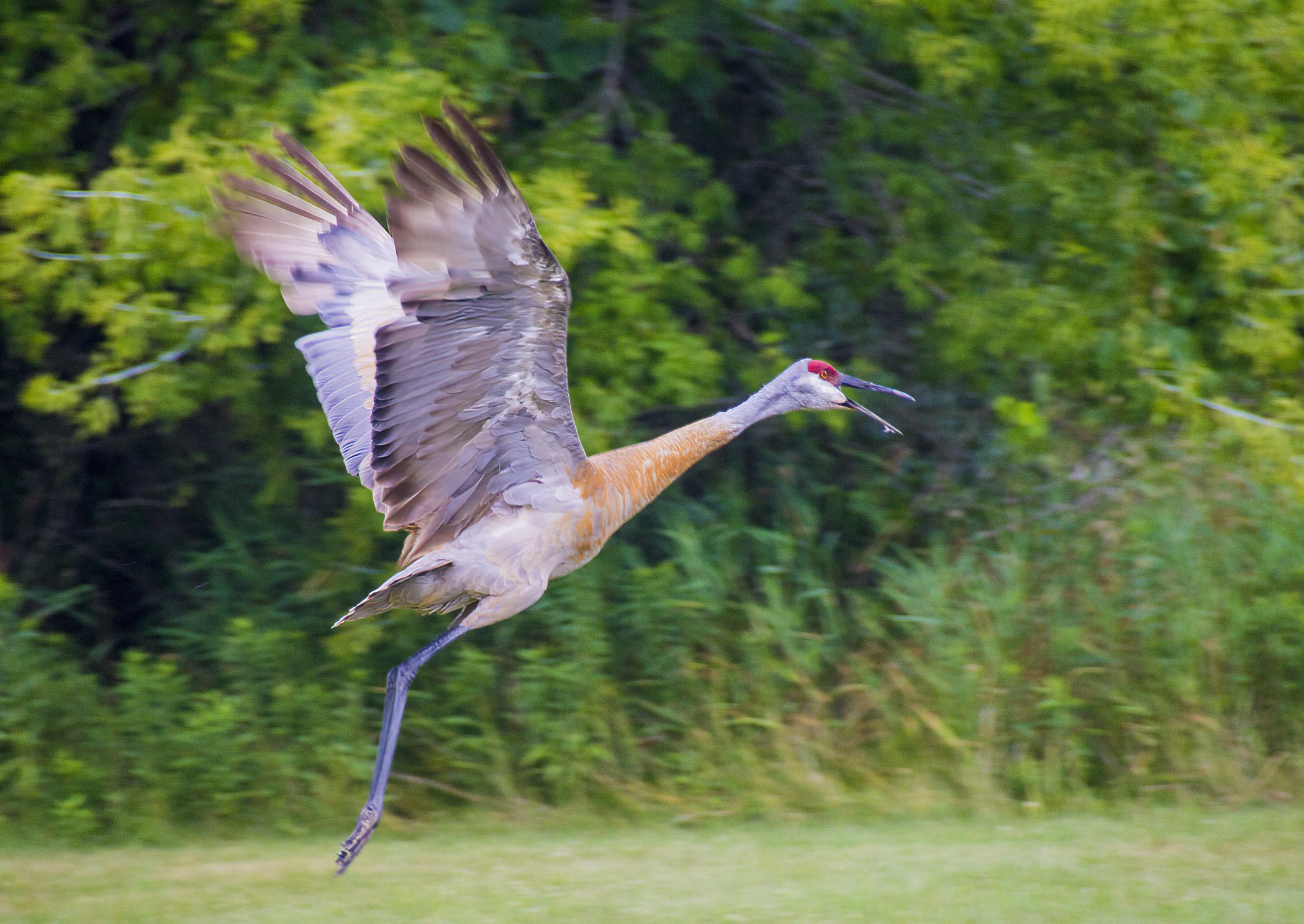 SandHill Flight A.jpg