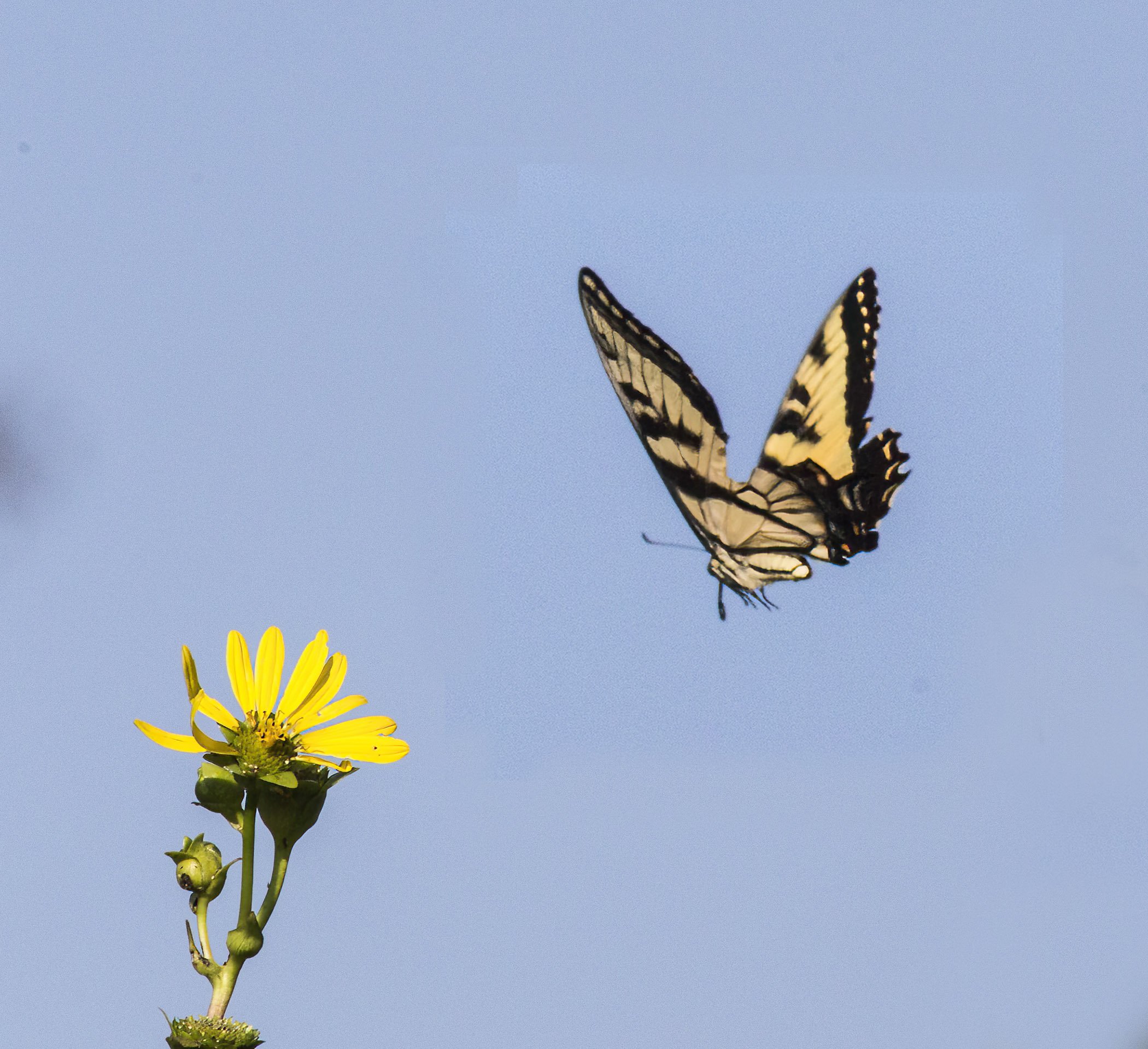 Butterfly Flight A.jpg