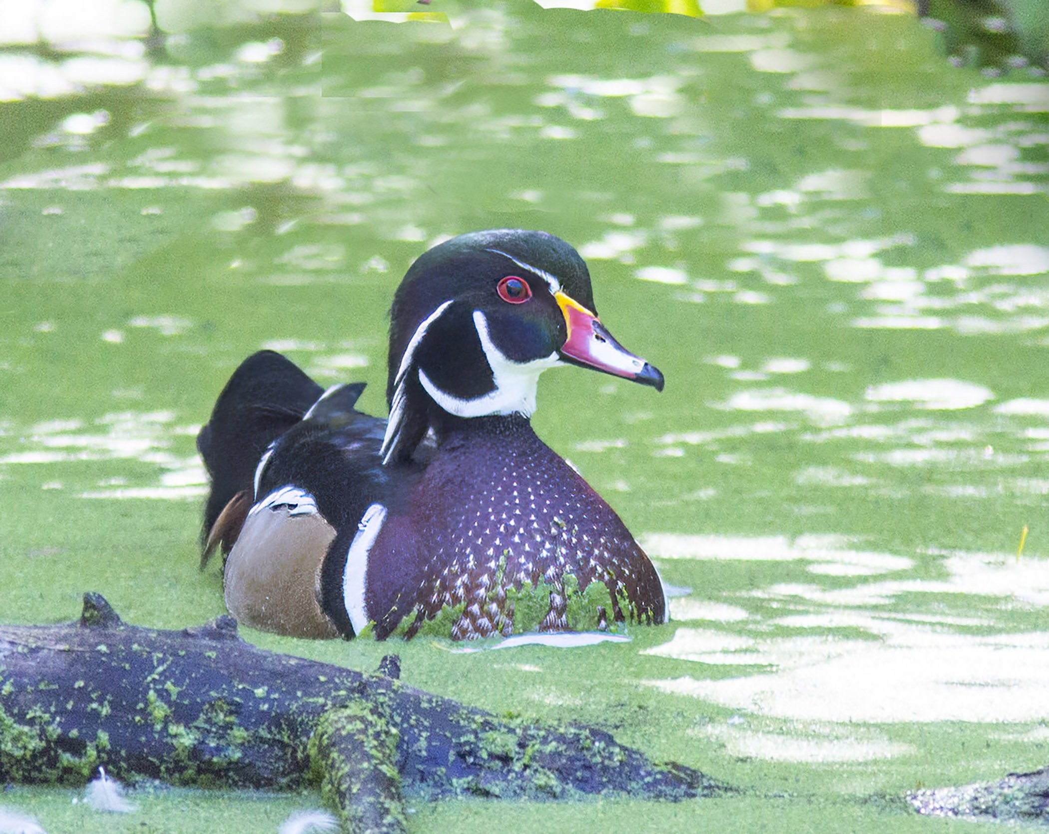 Wood Duck Male.jpg