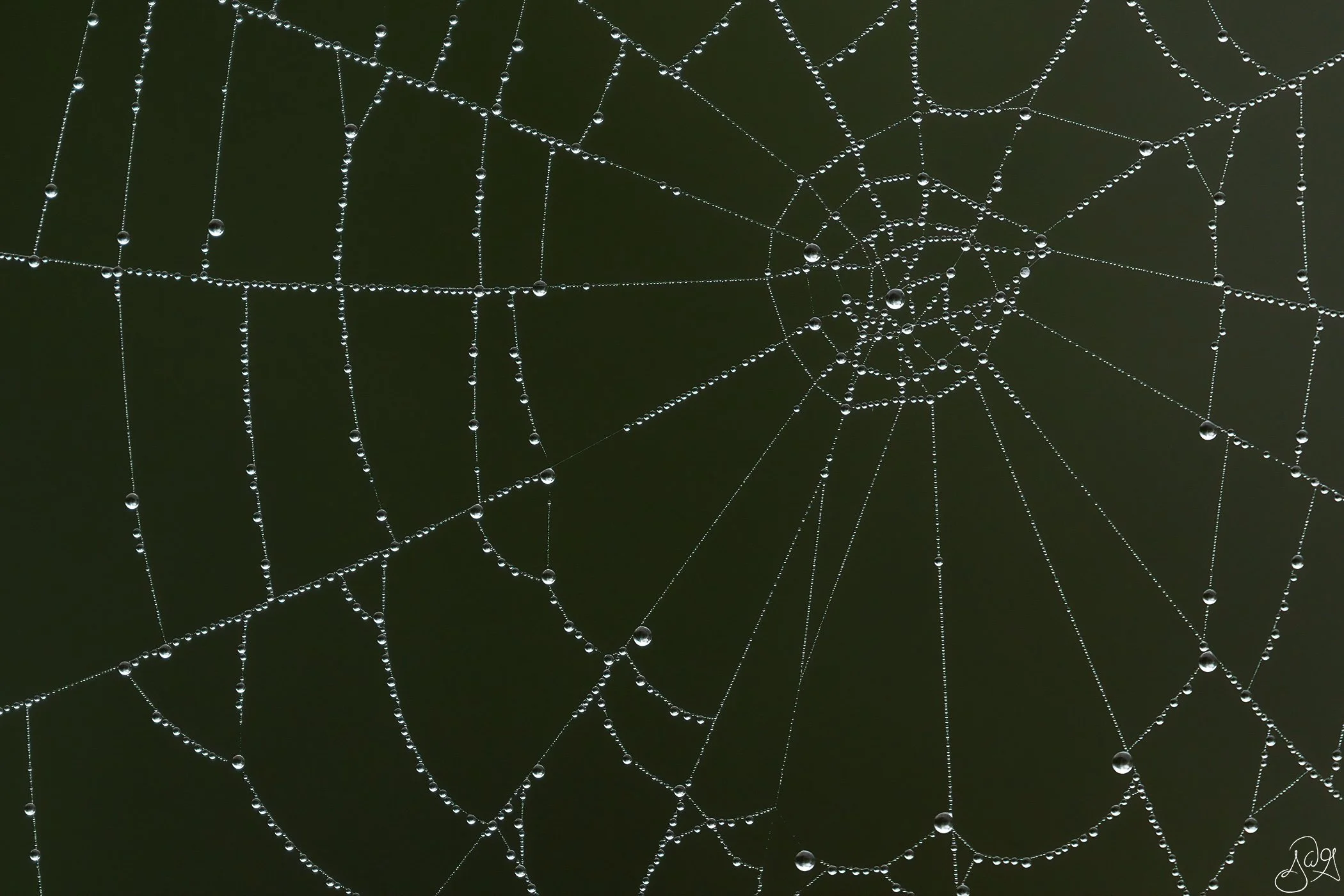 RS-Schlitz Audubon Wet Web.jpg