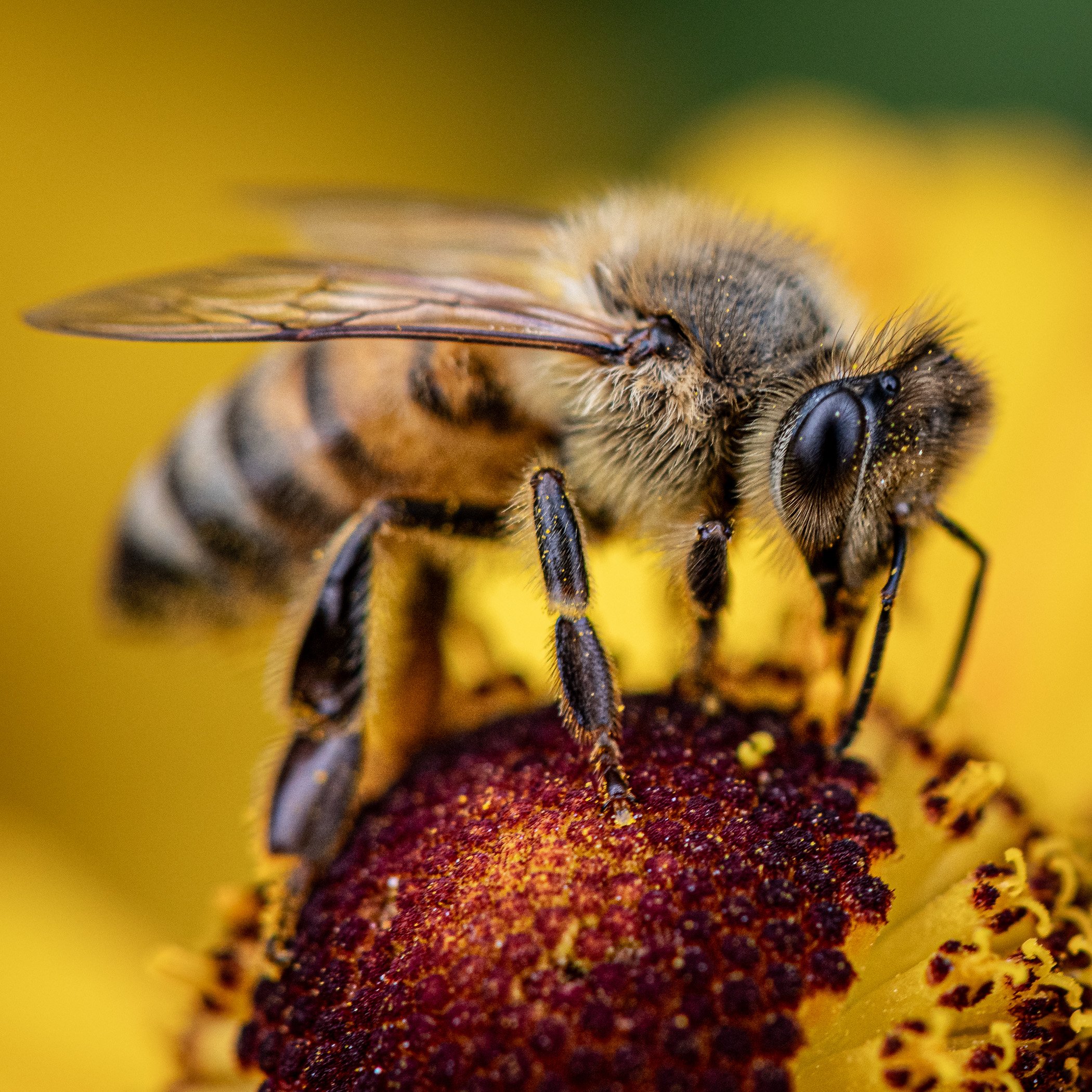 Honey Natural Bee.jpg