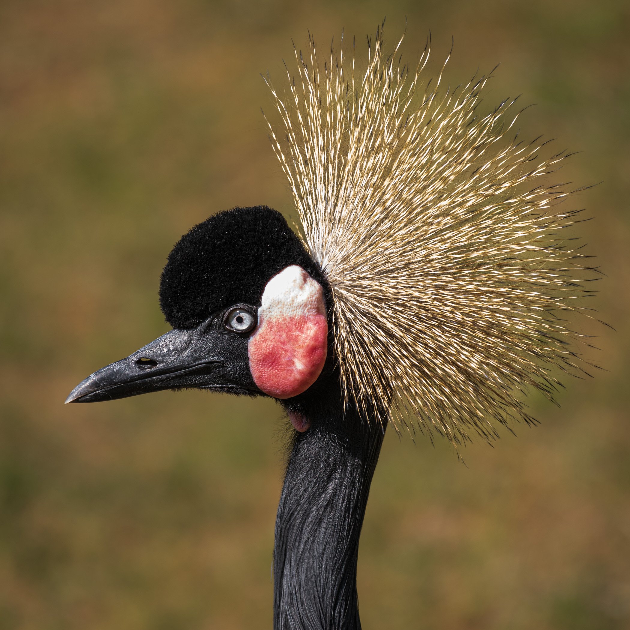 Portrait of Crowned Crane.jpg