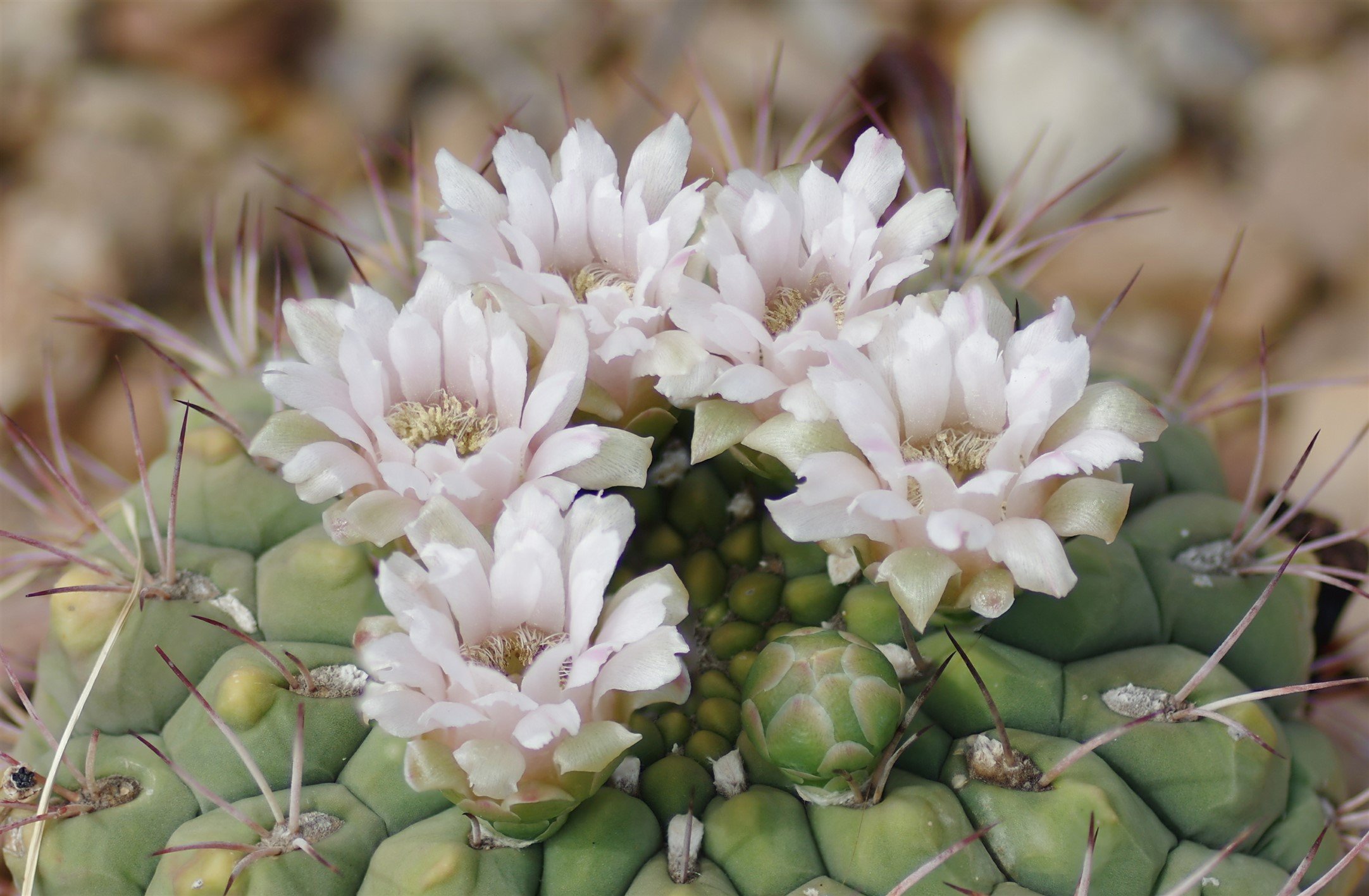 Cactus Flowers.jpg