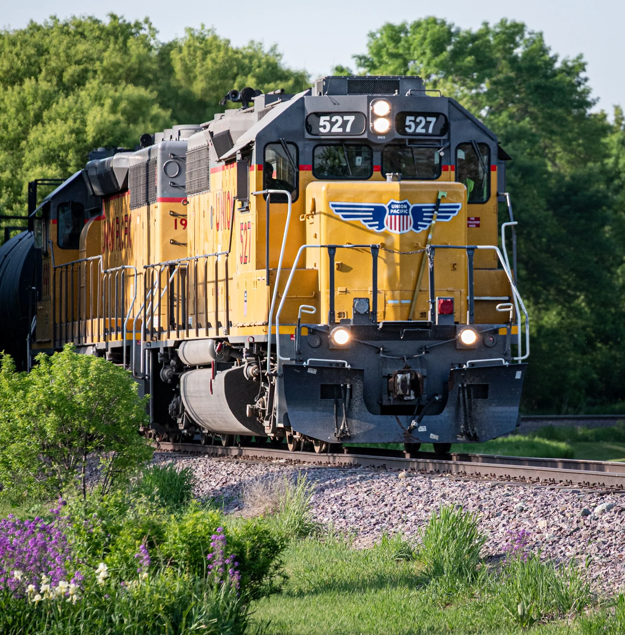 A yellow Union Pacific locomotive numbered 527 rounds a gentle curve on a summer afternoon, heading toward the viewer. Purple wildflowers and green grass line the foreground, while dense green trees fill the background, creating a vivid seasonal fram
