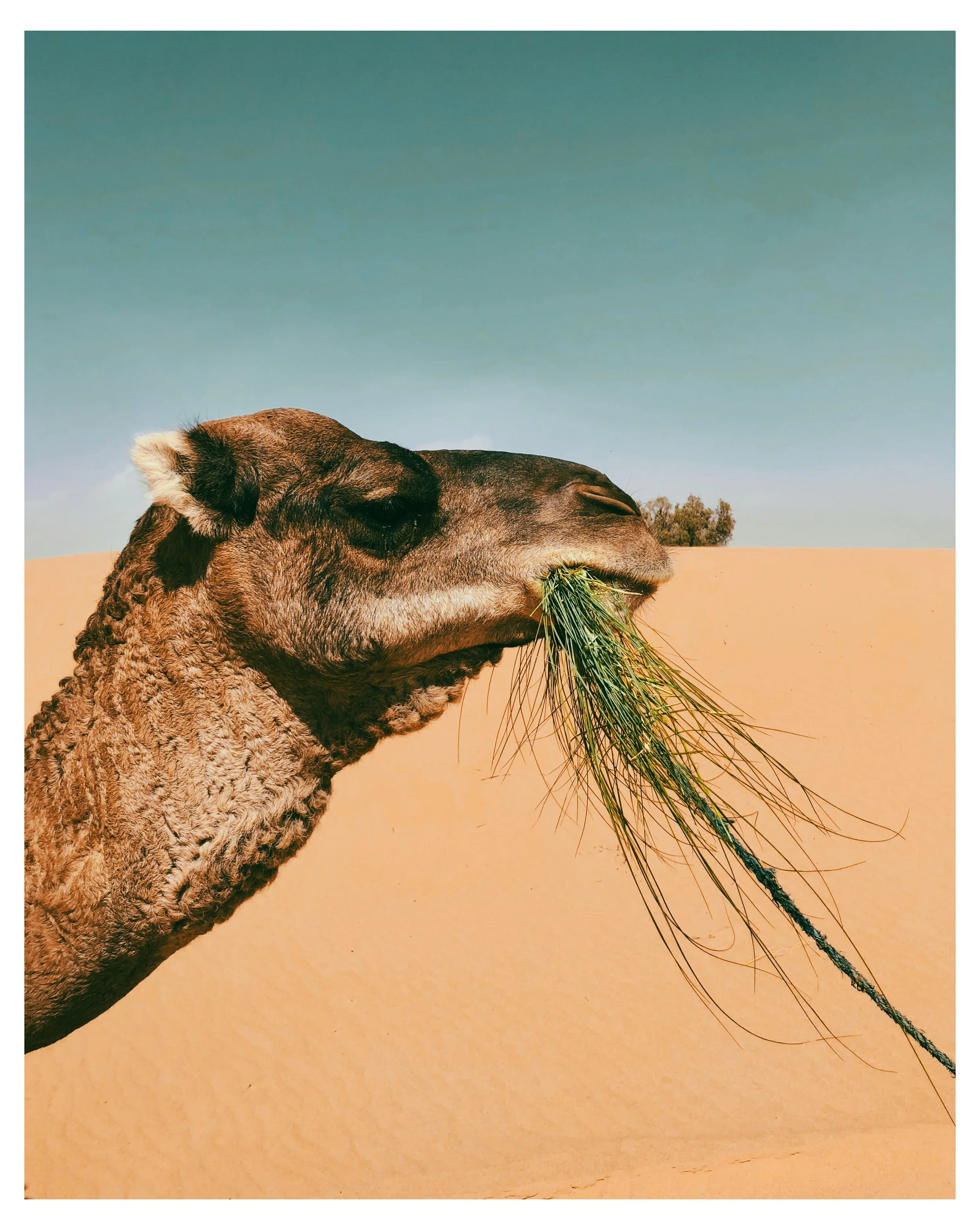 camel profile.jpg