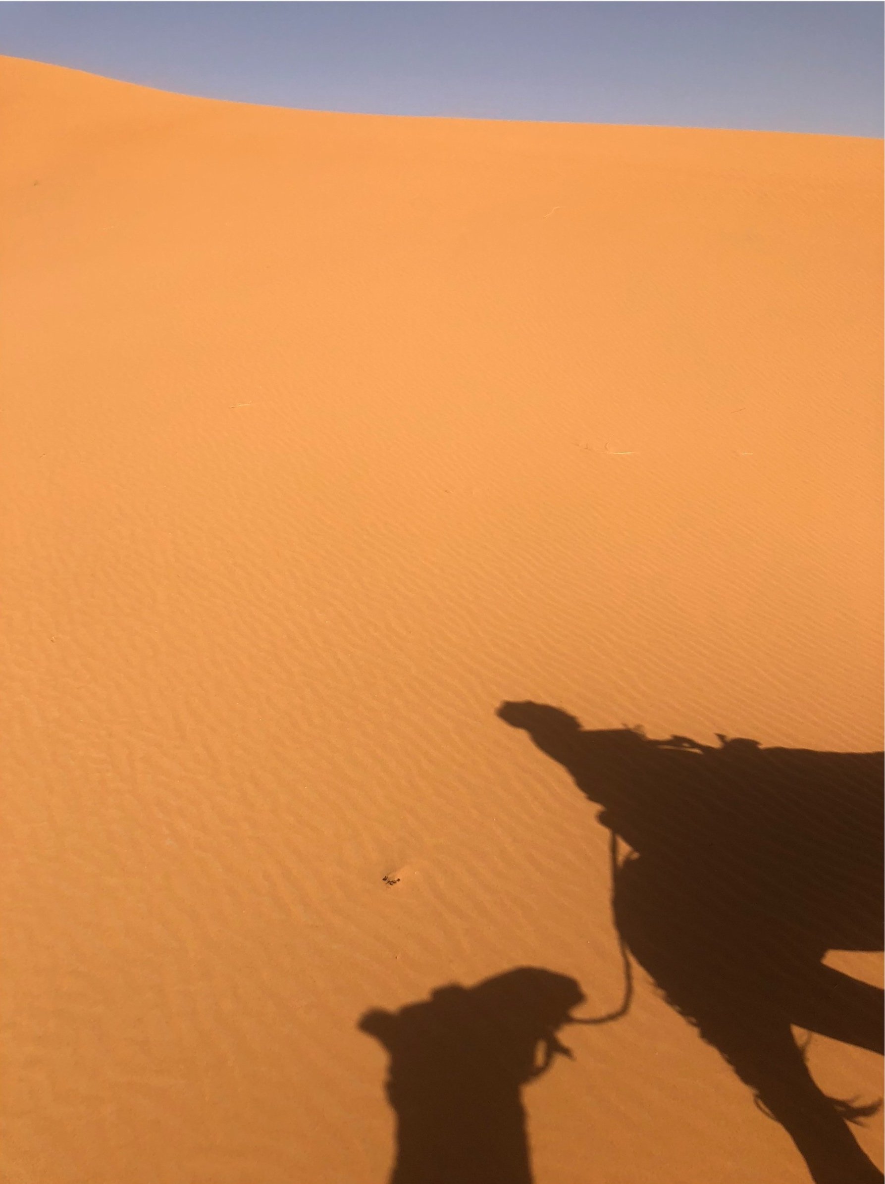camel+shadow.jpg